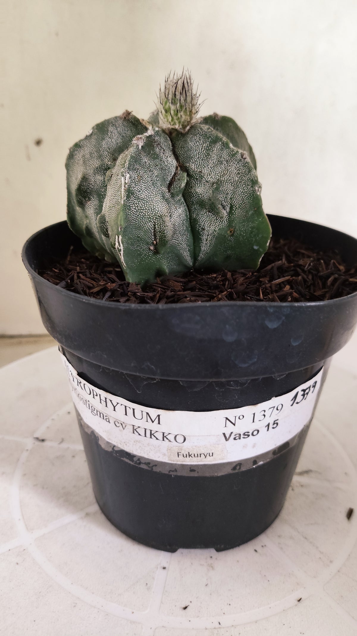 ASTROPHYTUM MYRIOSTIGMA cv KIKKO "Fukuryu"  Nº 1379 – vaso 15