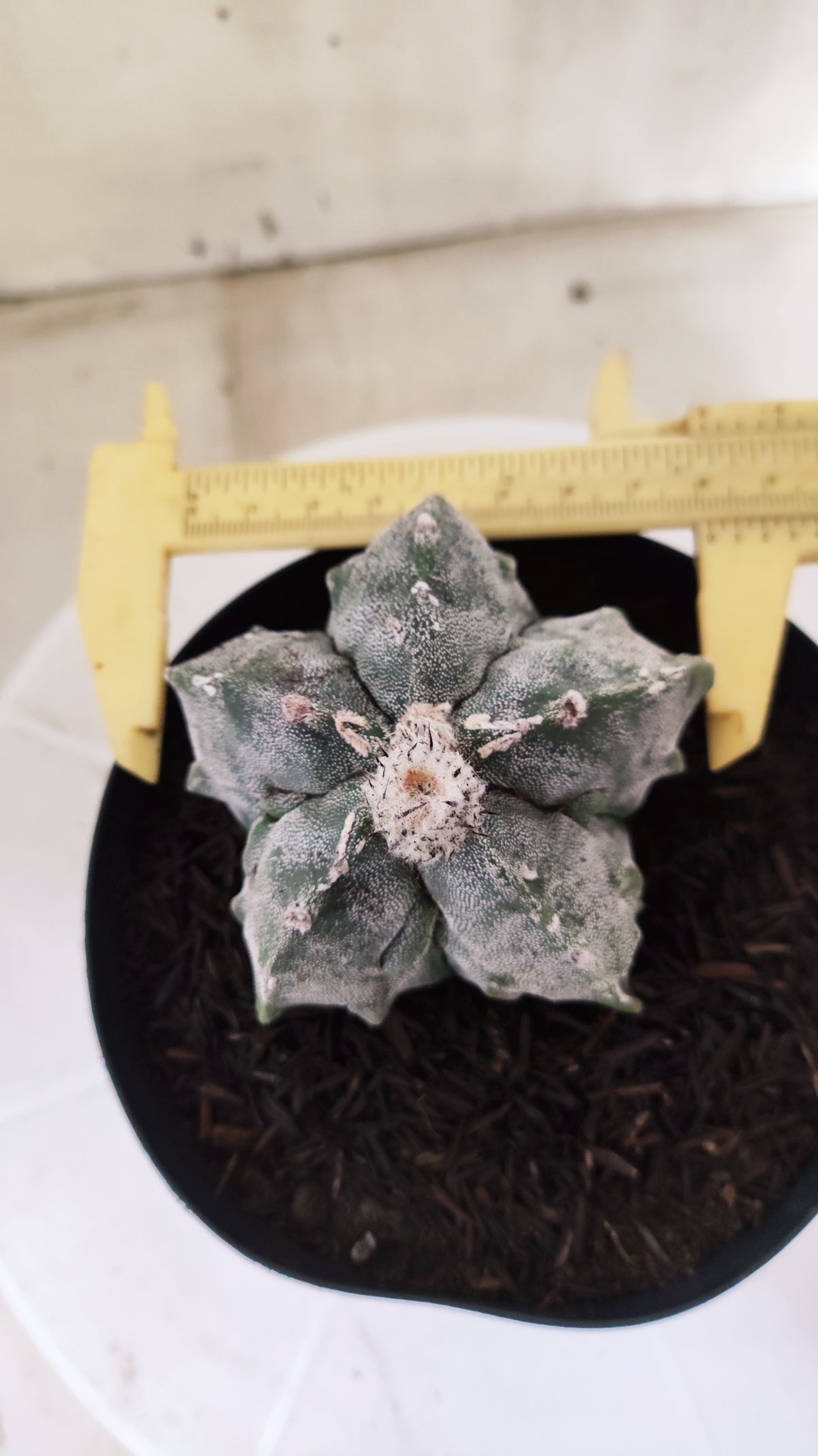 ASTROPHYTUM MYRIOSTIGMA cv KIKKO "Fukuryu"  Nº 1379 – vaso 15