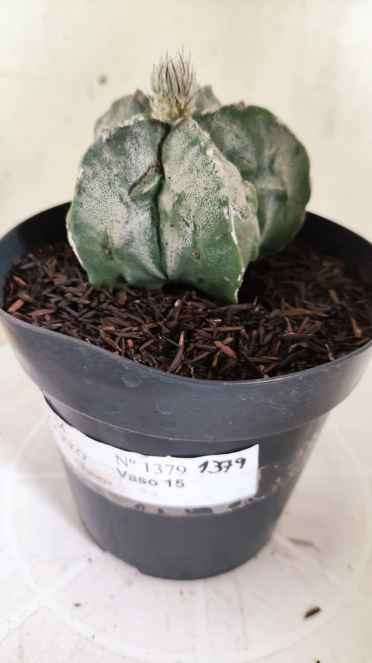 ASTROPHYTUM MYRIOSTIGMA cv KIKKO "Fukuryu"  Nº 1379 – vaso 15