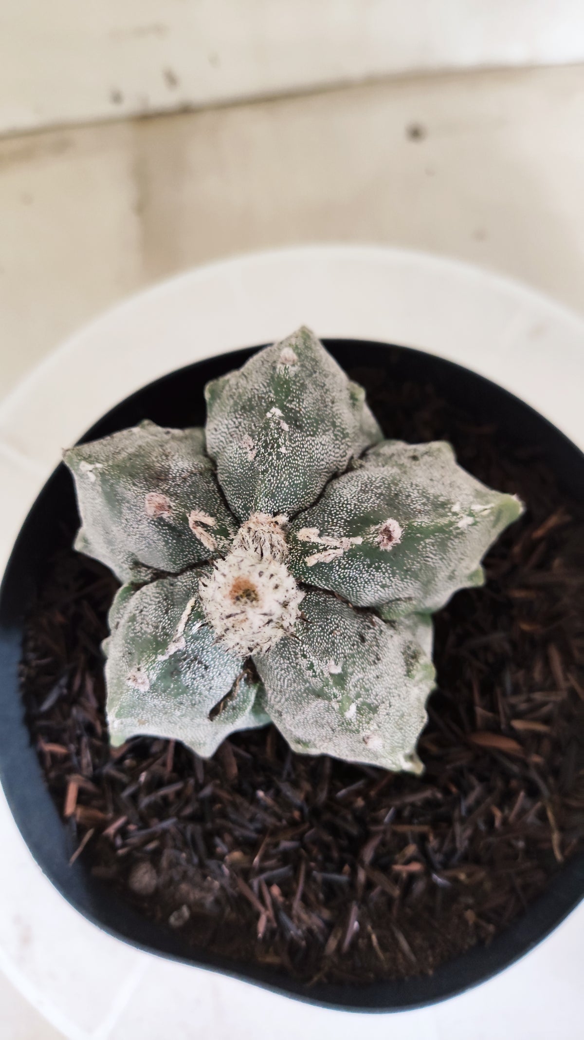 ASTROPHYTUM MYRIOSTIGMA cv KIKKO "Fukuryu"  Nº 1379 – vaso 15