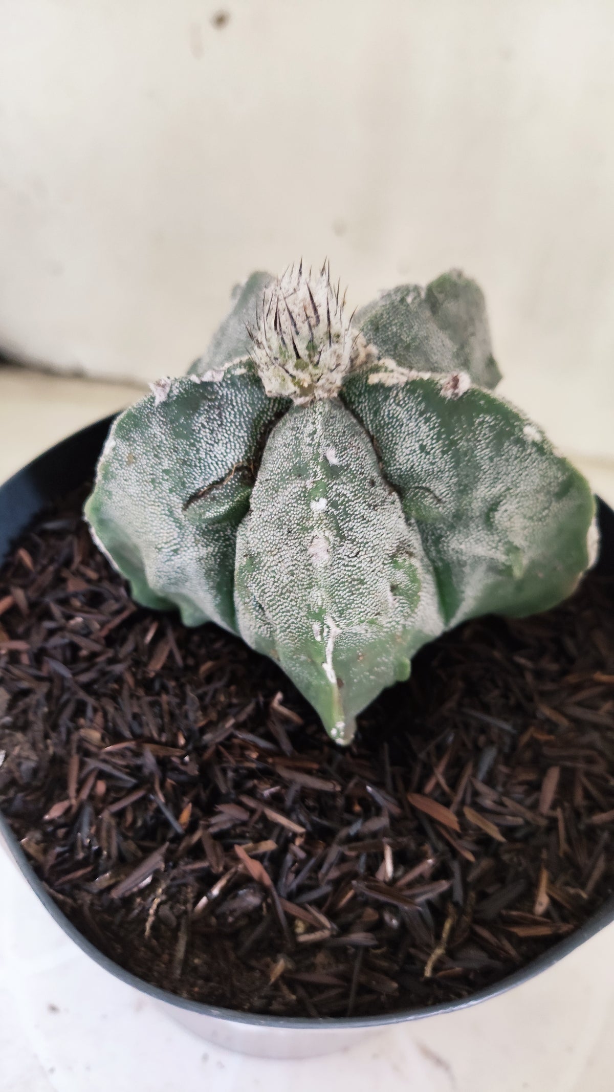 ASTROPHYTUM MYRIOSTIGMA cv KIKKO "Fukuryu"  Nº 1379 – vaso 15