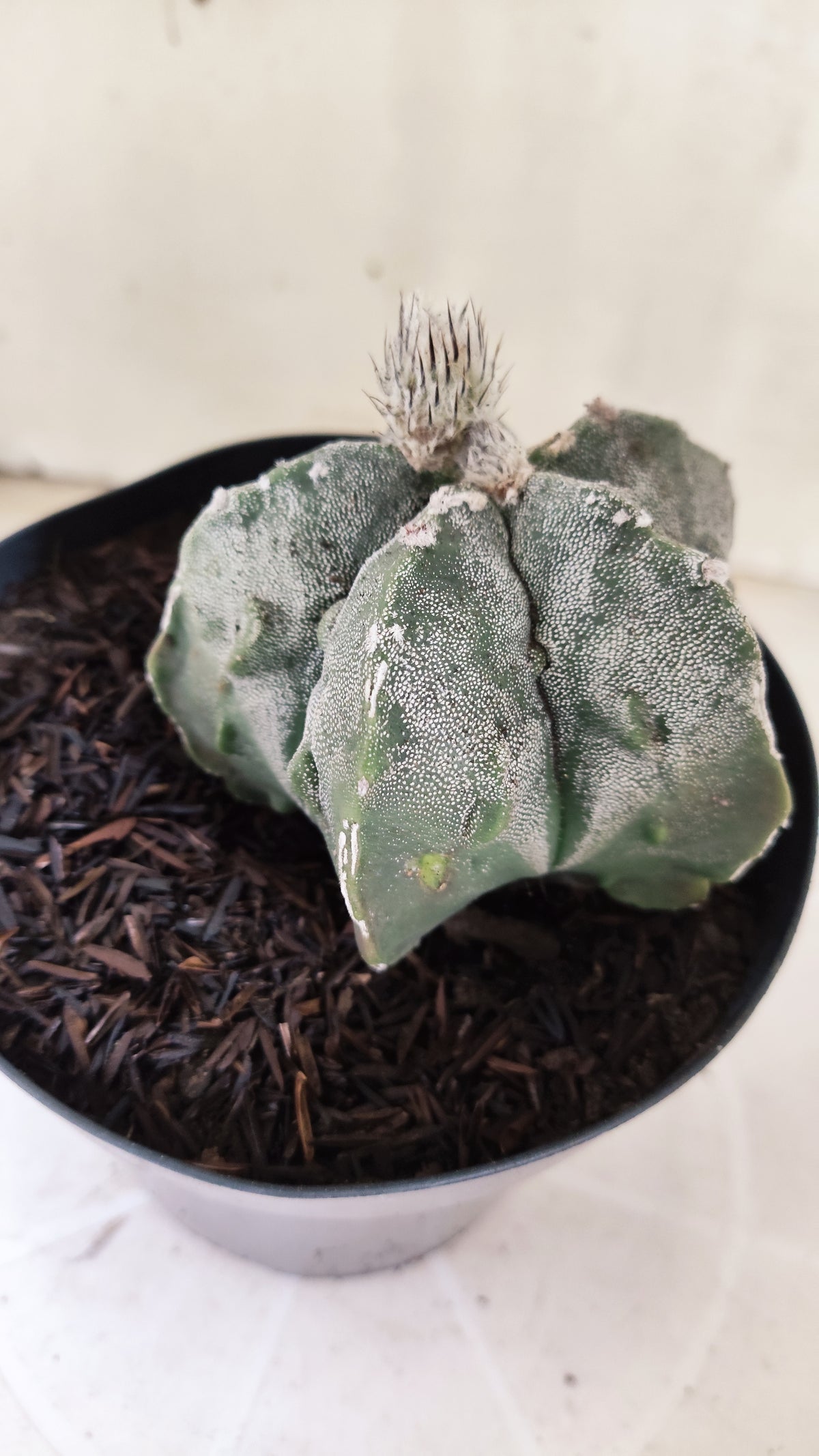 ASTROPHYTUM MYRIOSTIGMA cv KIKKO "Fukuryu"  Nº 1379 – vaso 15