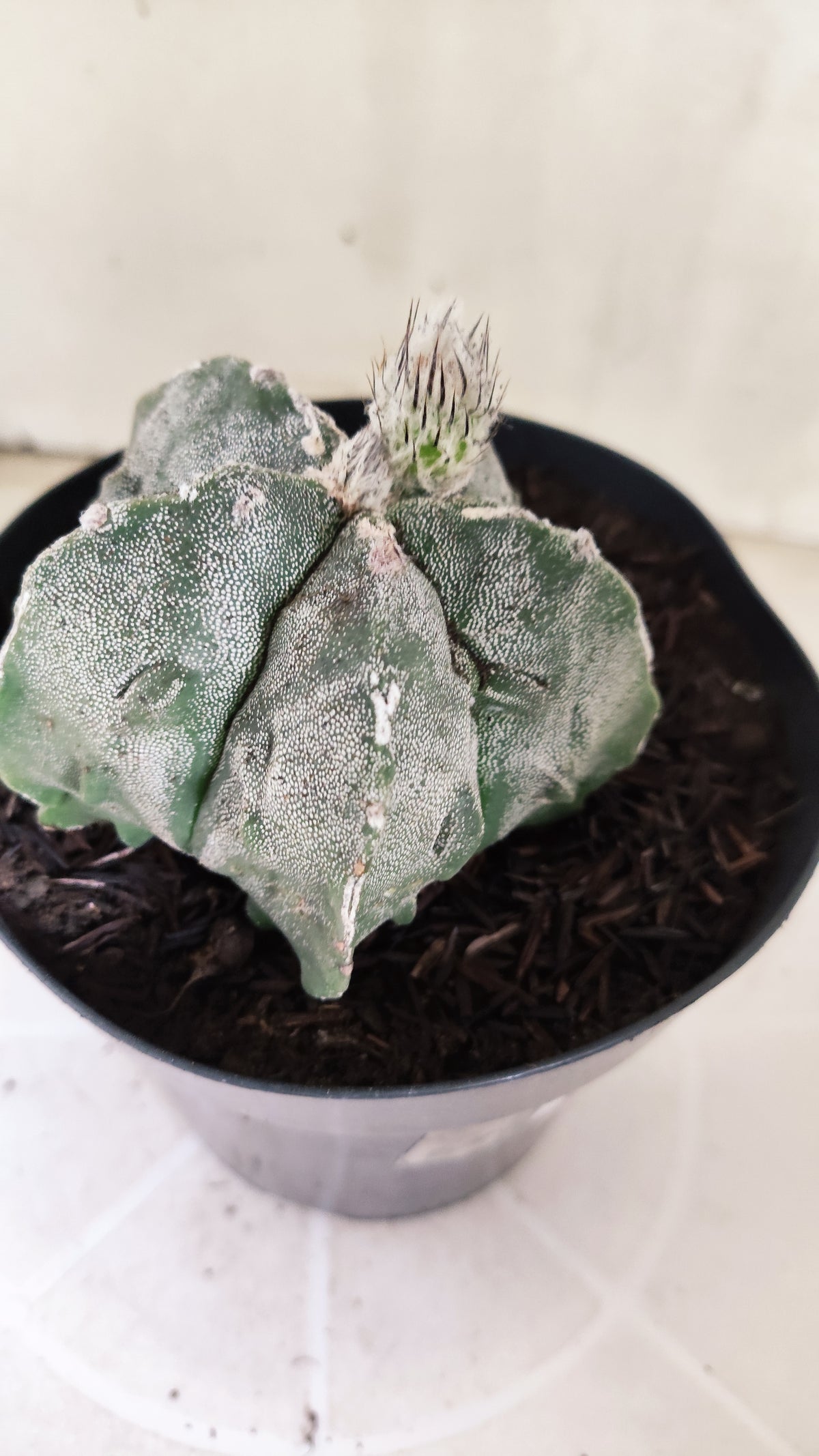 ASTROPHYTUM MYRIOSTIGMA cv KIKKO "Fukuryu"  Nº 1379 – vaso 15