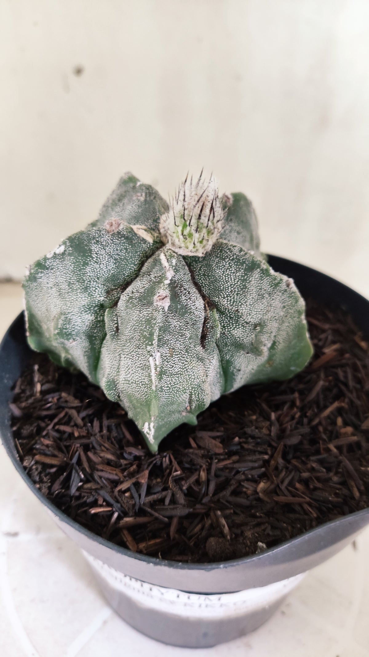 ASTROPHYTUM MYRIOSTIGMA cv KIKKO "Fukuryu"  Nº 1379 – vaso 15