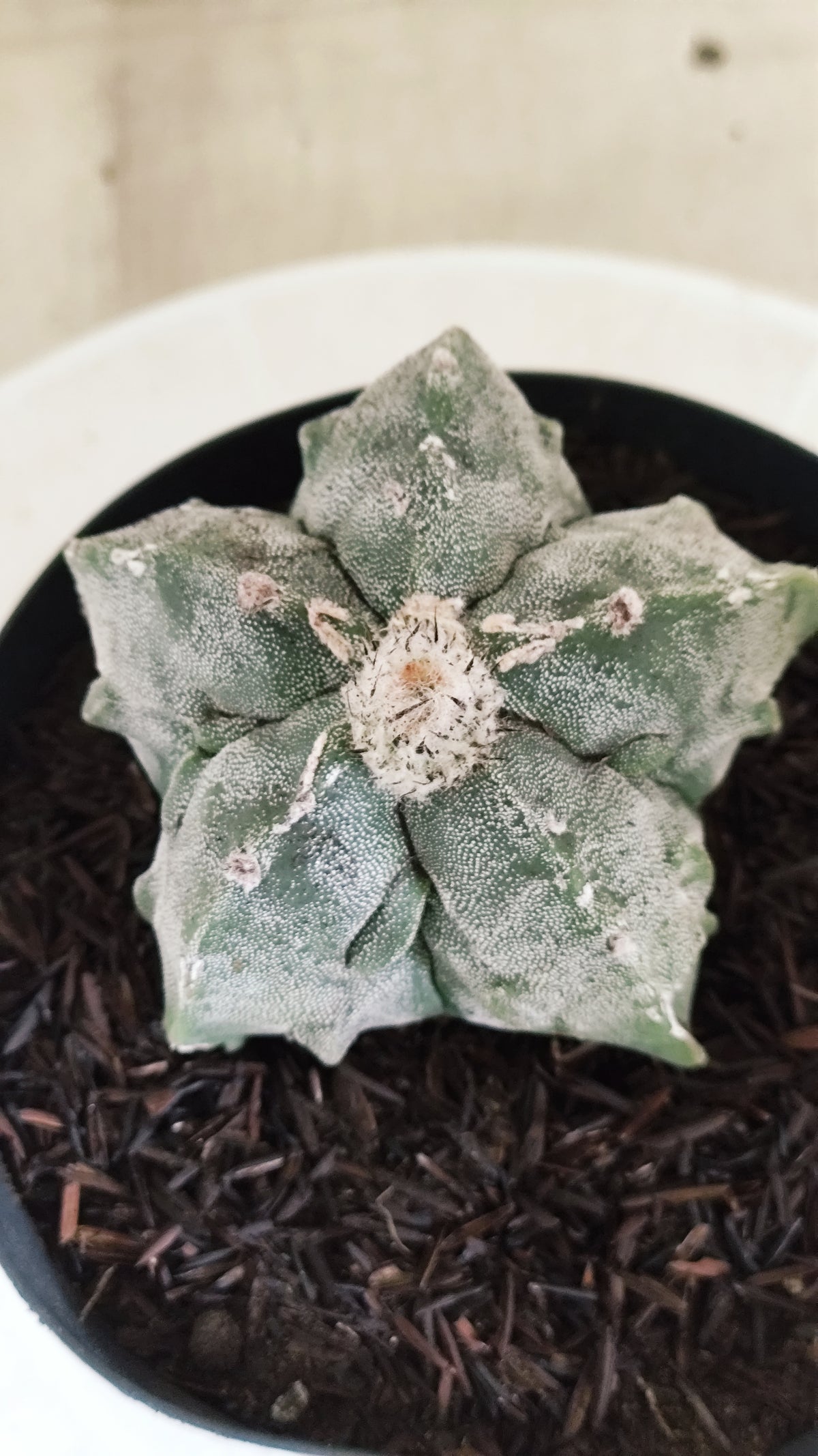 ASTROPHYTUM MYRIOSTIGMA cv KIKKO "Fukuryu"  Nº 1379 – vaso 15