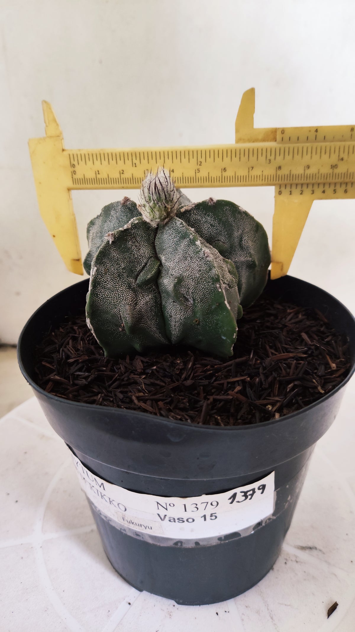 ASTROPHYTUM MYRIOSTIGMA cv KIKKO "Fukuryu"  Nº 1379 – vaso 15