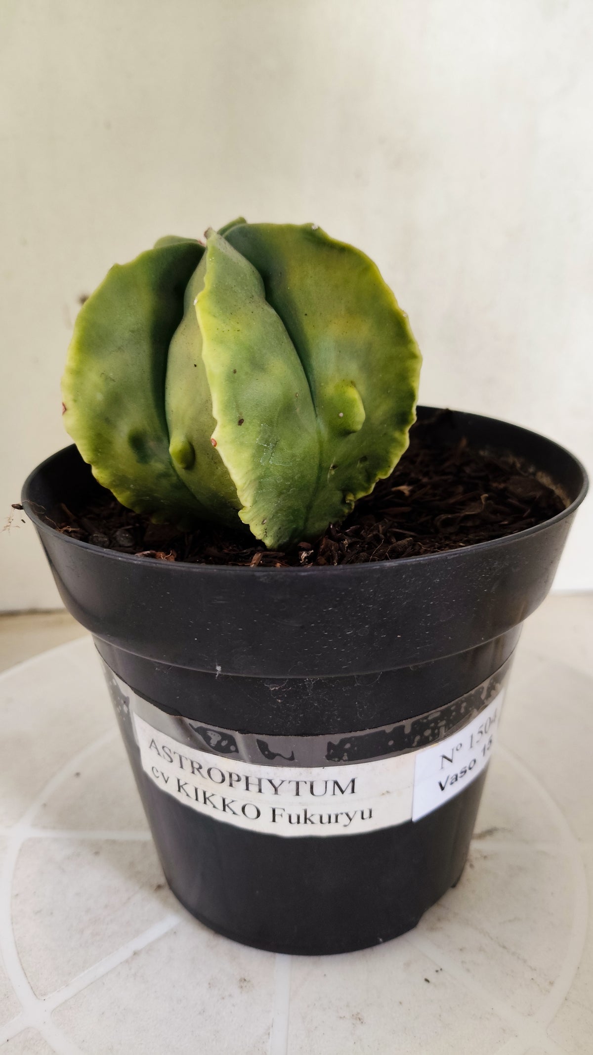 MATRIZ ASTROPHYTUM cv KIKKO "Fukuryu Variegata"  Nº 1504 – vaso 15
