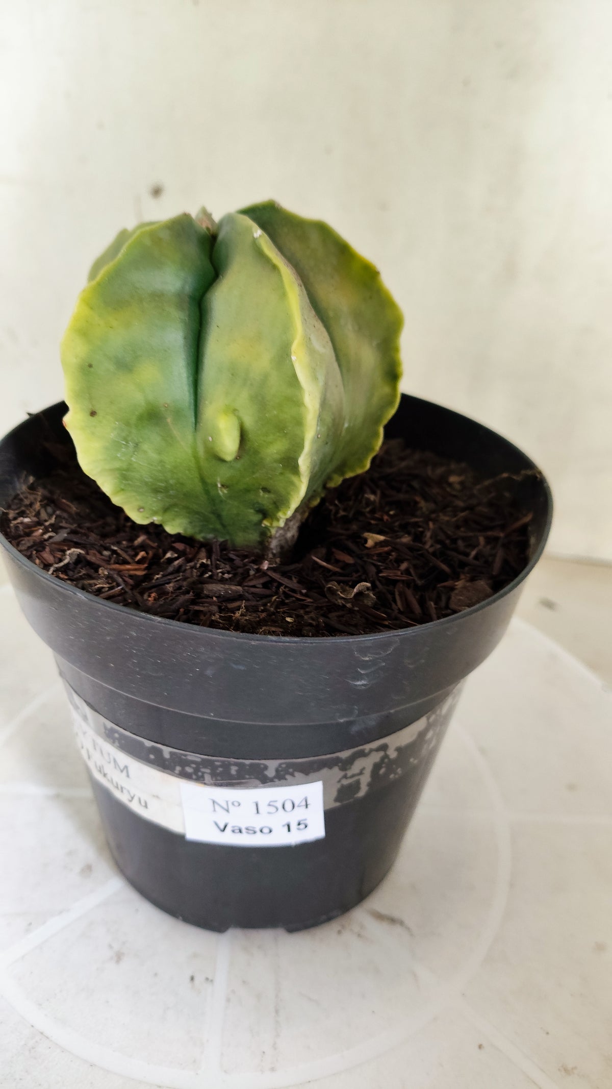 MATRIZ ASTROPHYTUM cv KIKKO "Fukuryu Variegata"  Nº 1504 – vaso 15