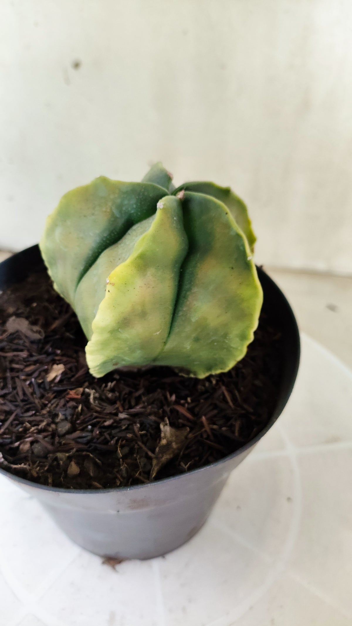 MATRIZ ASTROPHYTUM cv KIKKO "Fukuryu Variegata"  Nº 1504 – vaso 15