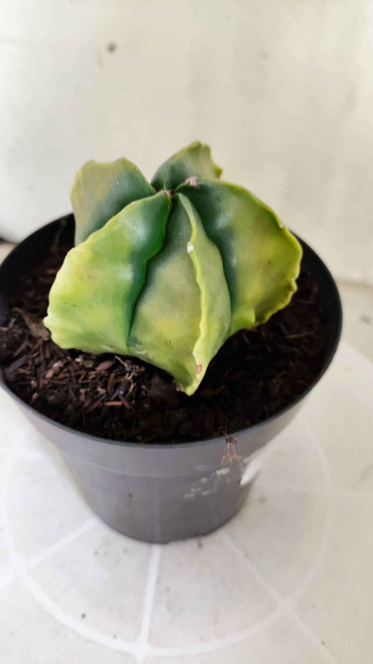 MATRIZ ASTROPHYTUM cv KIKKO "Fukuryu Variegata"  Nº 1504 – vaso 15