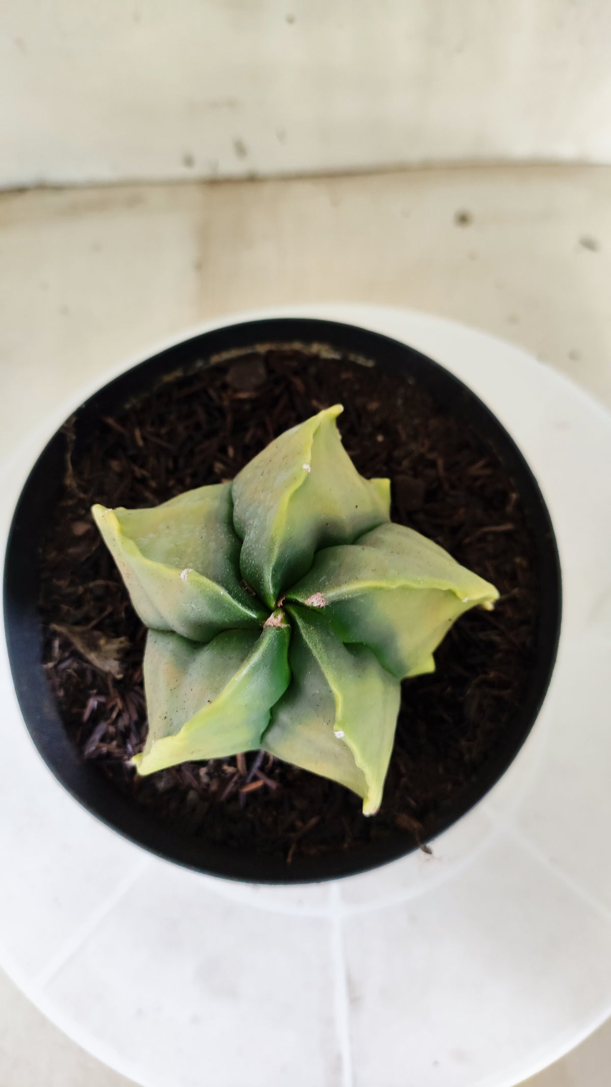 MATRIZ ASTROPHYTUM cv KIKKO "Fukuryu Variegata"  Nº 1504 – vaso 15