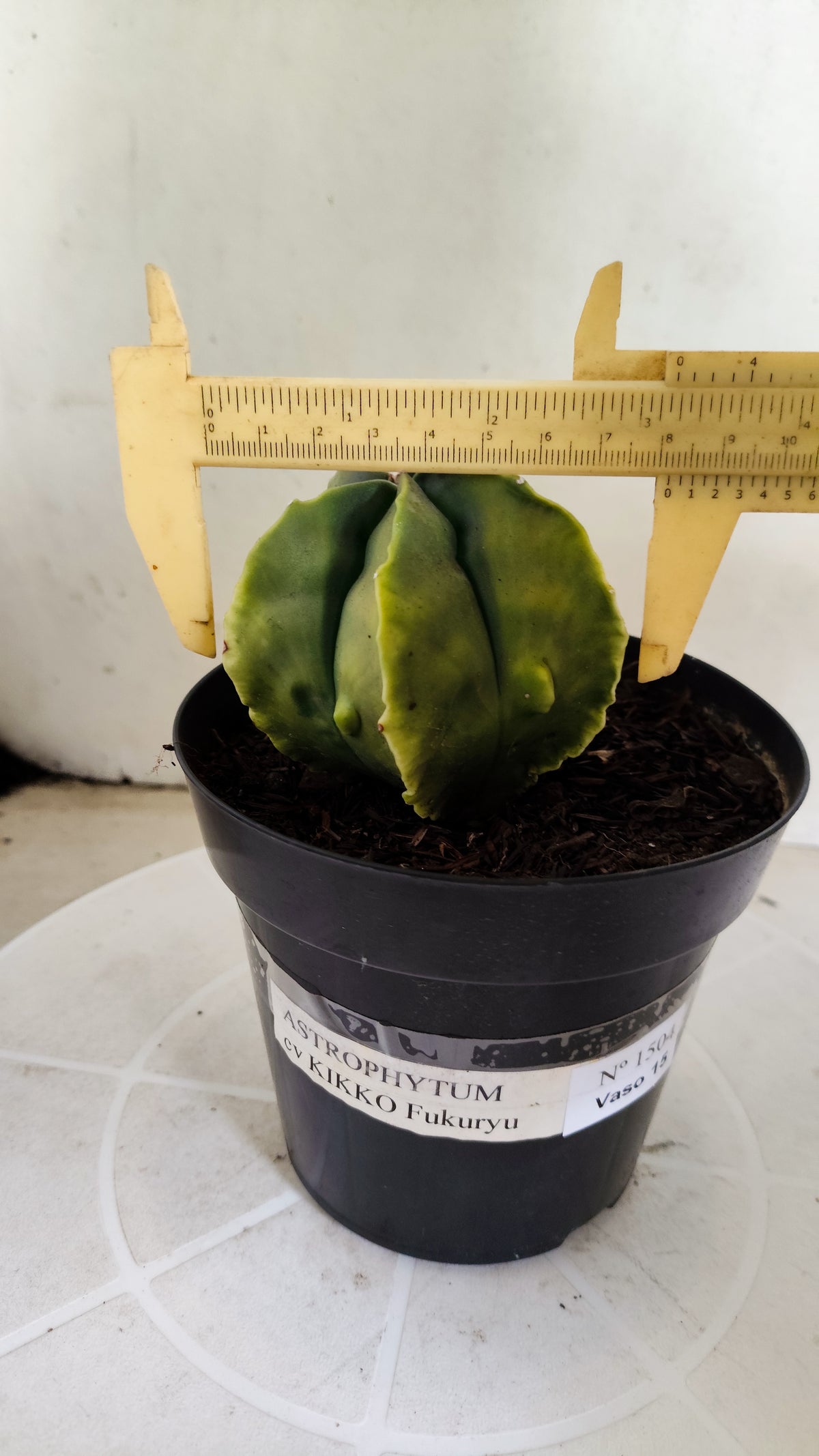 MATRIZ ASTROPHYTUM cv KIKKO "Fukuryu Variegata"  Nº 1504 – vaso 15