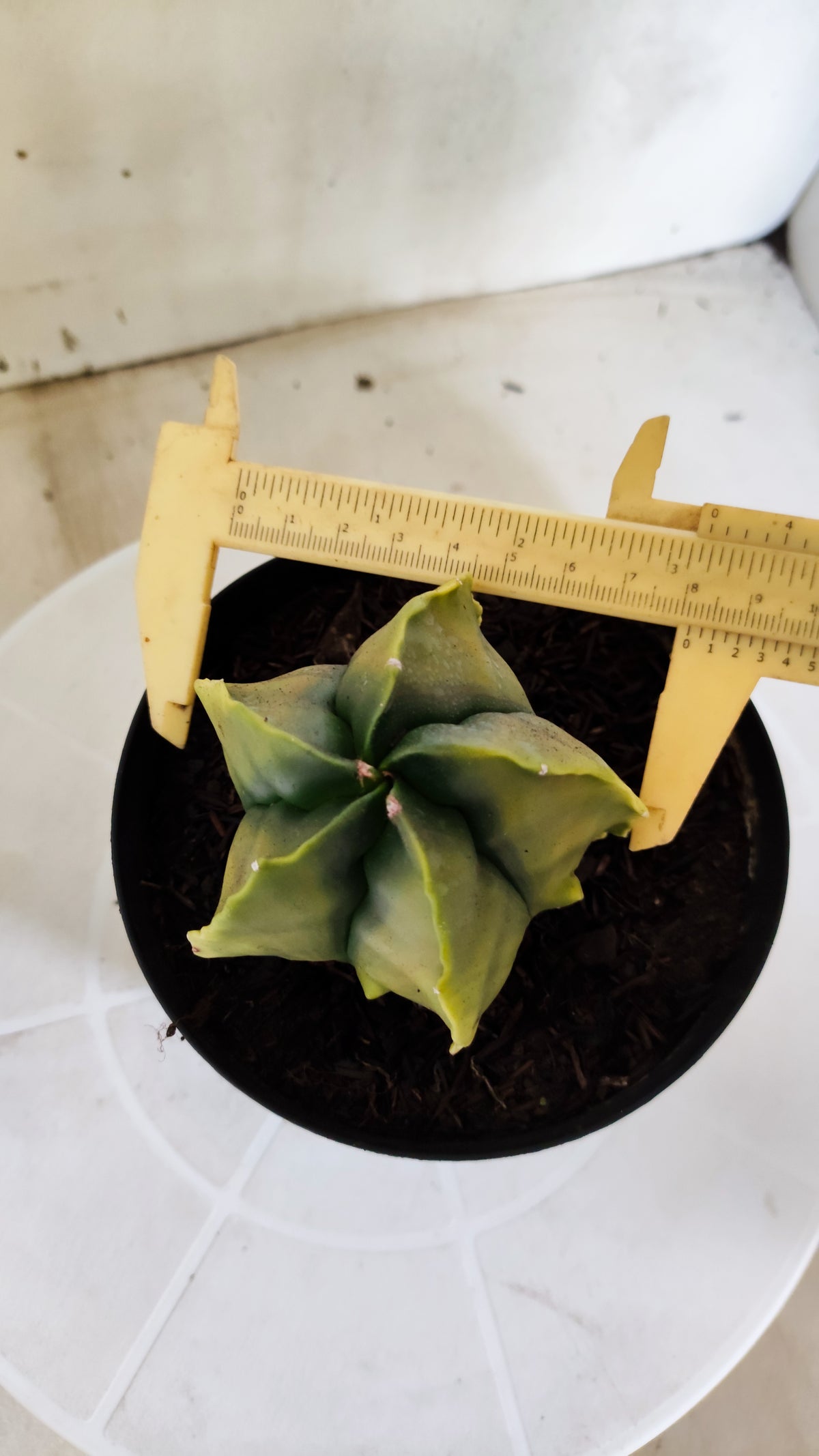 MATRIZ ASTROPHYTUM cv KIKKO "Fukuryu Variegata"  Nº 1504 – vaso 15