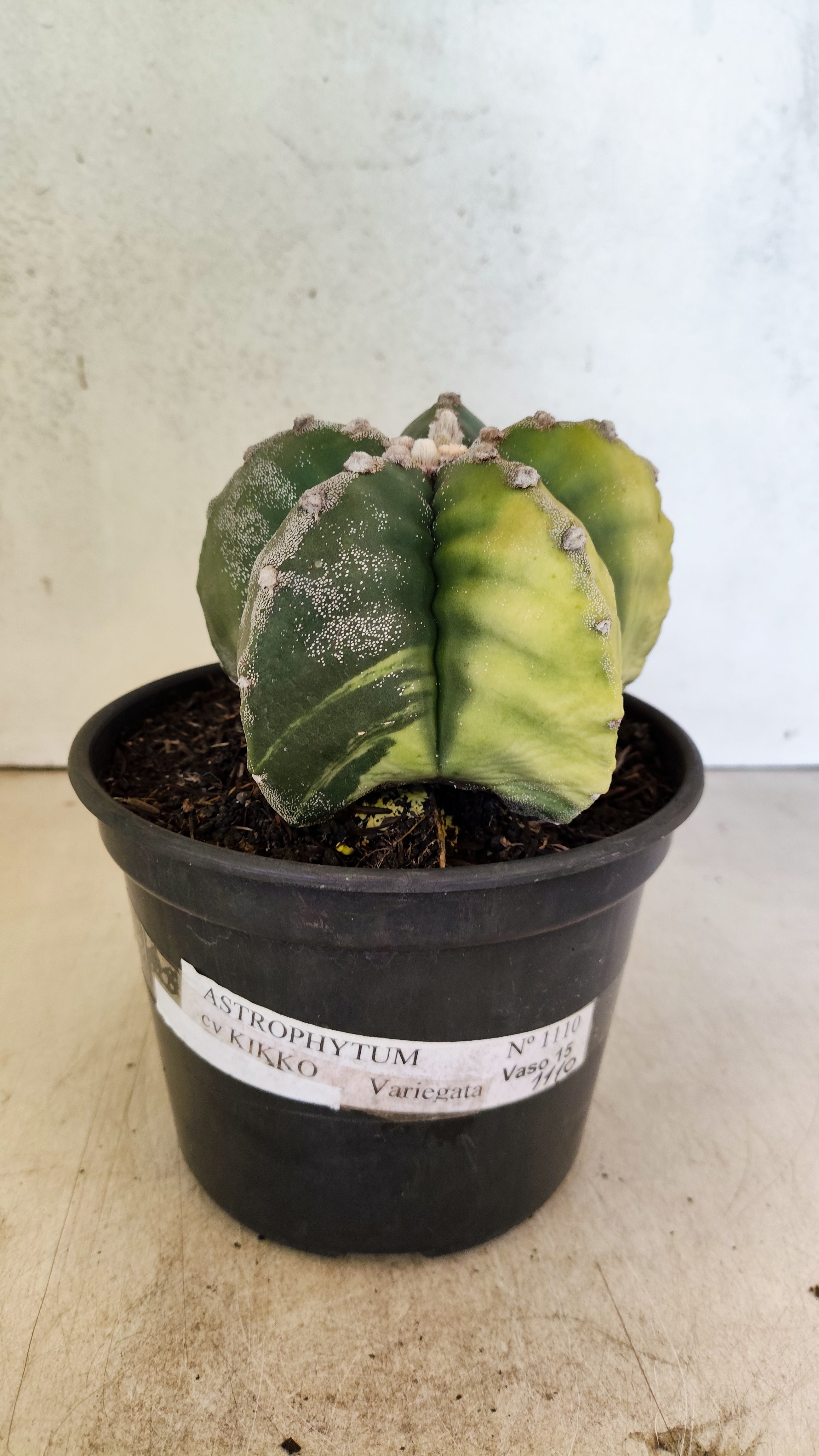 MATRIZ ASTROPHYTUM cv KIKKO "Variegata"  Nº 1110 – vaso 15