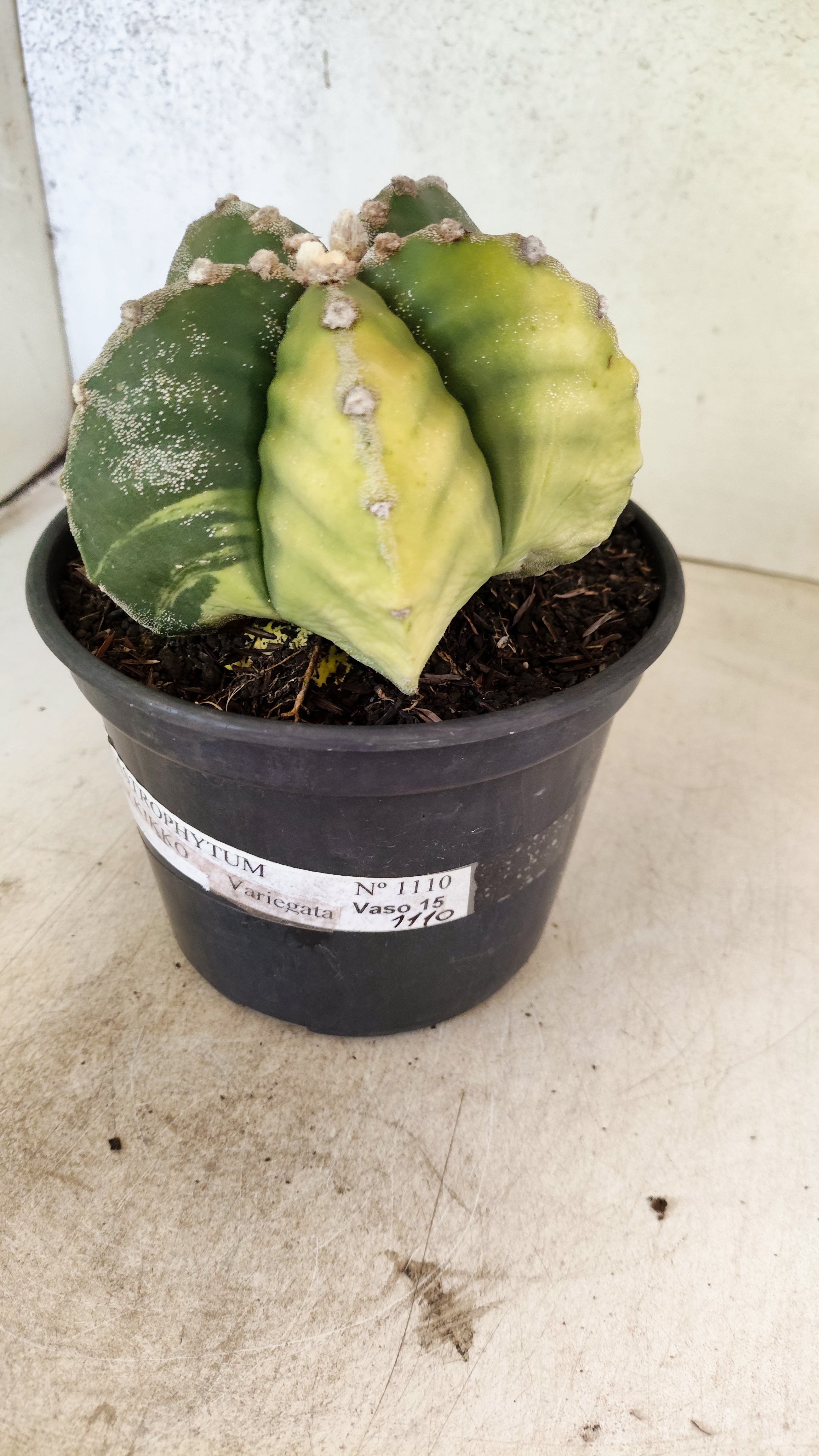 MATRIZ ASTROPHYTUM cv KIKKO "Variegata"  Nº 1110 – vaso 15