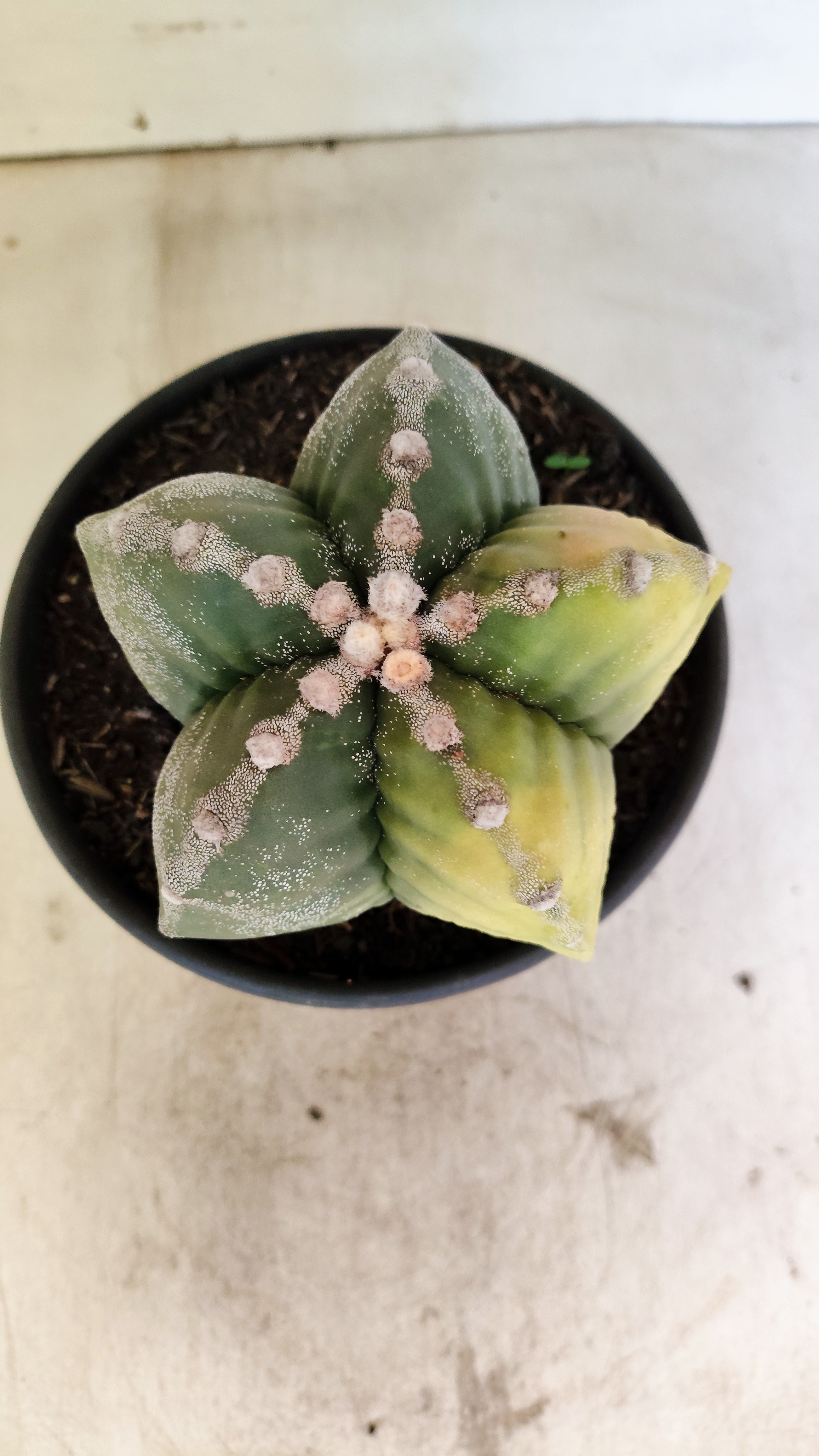 MATRIZ ASTROPHYTUM cv KIKKO "Variegata"  Nº 1110 – vaso 15