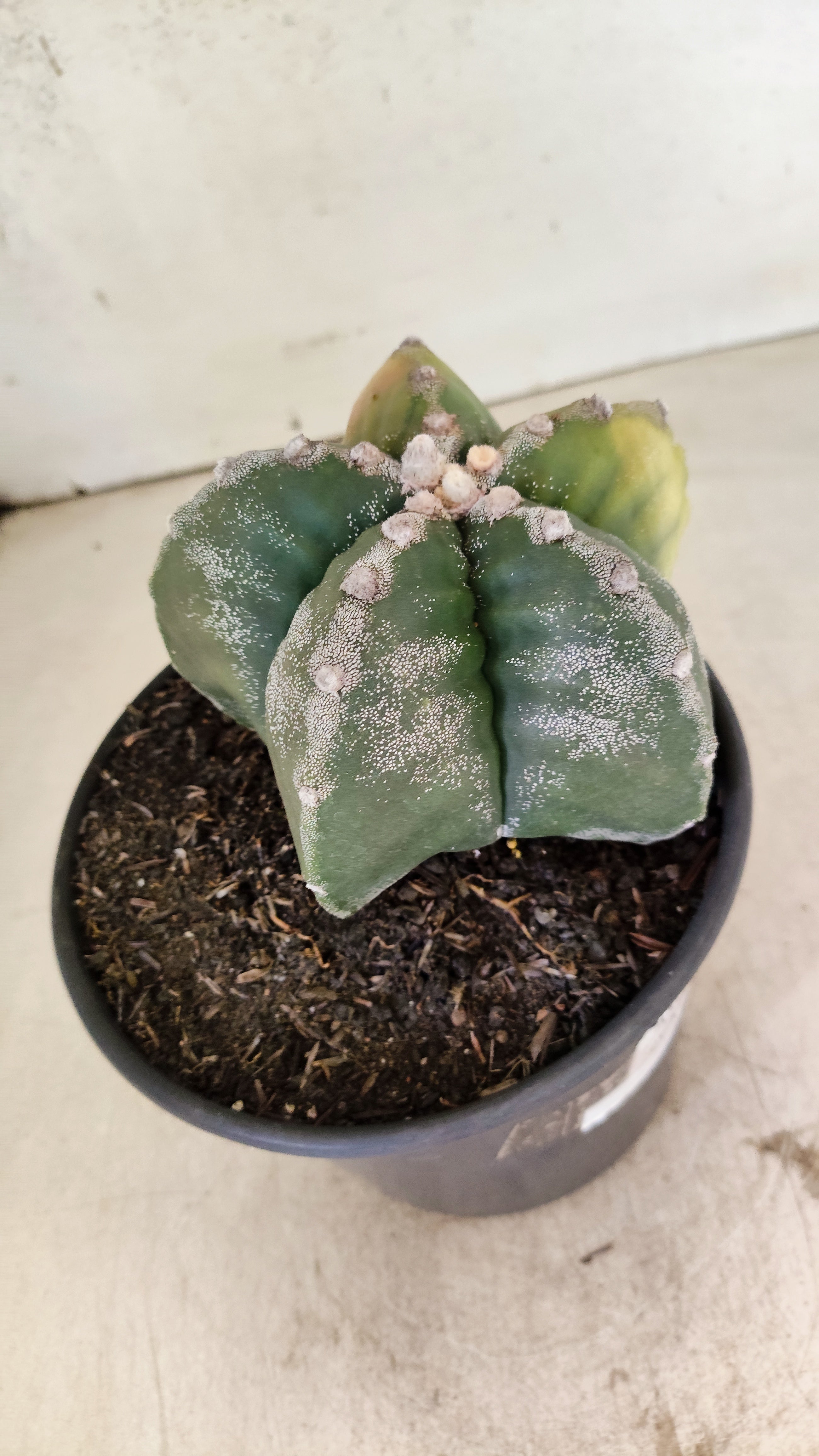 MATRIZ ASTROPHYTUM cv KIKKO "Variegata"  Nº 1110 – vaso 15