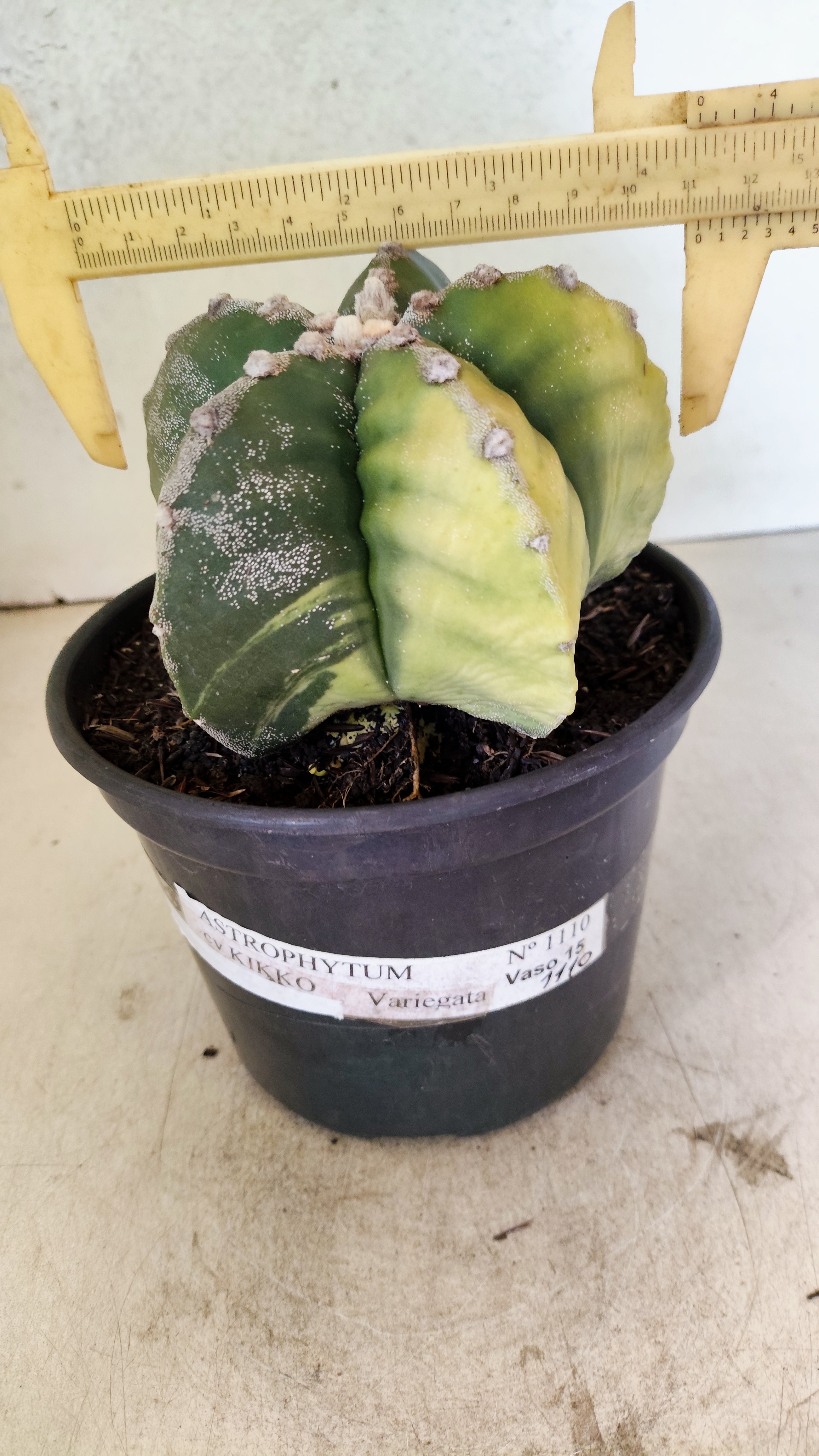MATRIZ ASTROPHYTUM cv KIKKO "Variegata"  Nº 1110 – vaso 15
