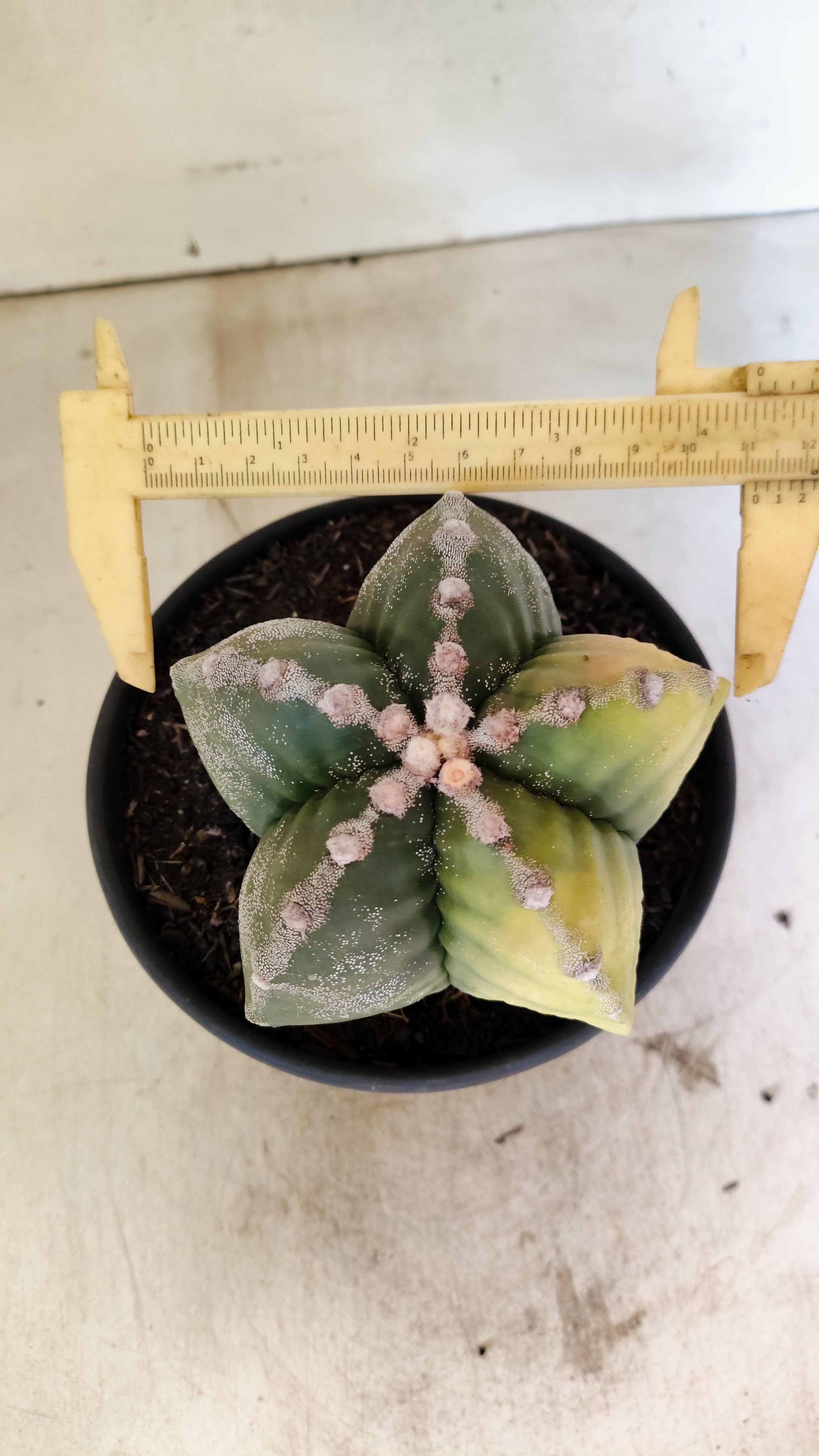 MATRIZ ASTROPHYTUM cv KIKKO "Variegata"  Nº 1110 – vaso 15