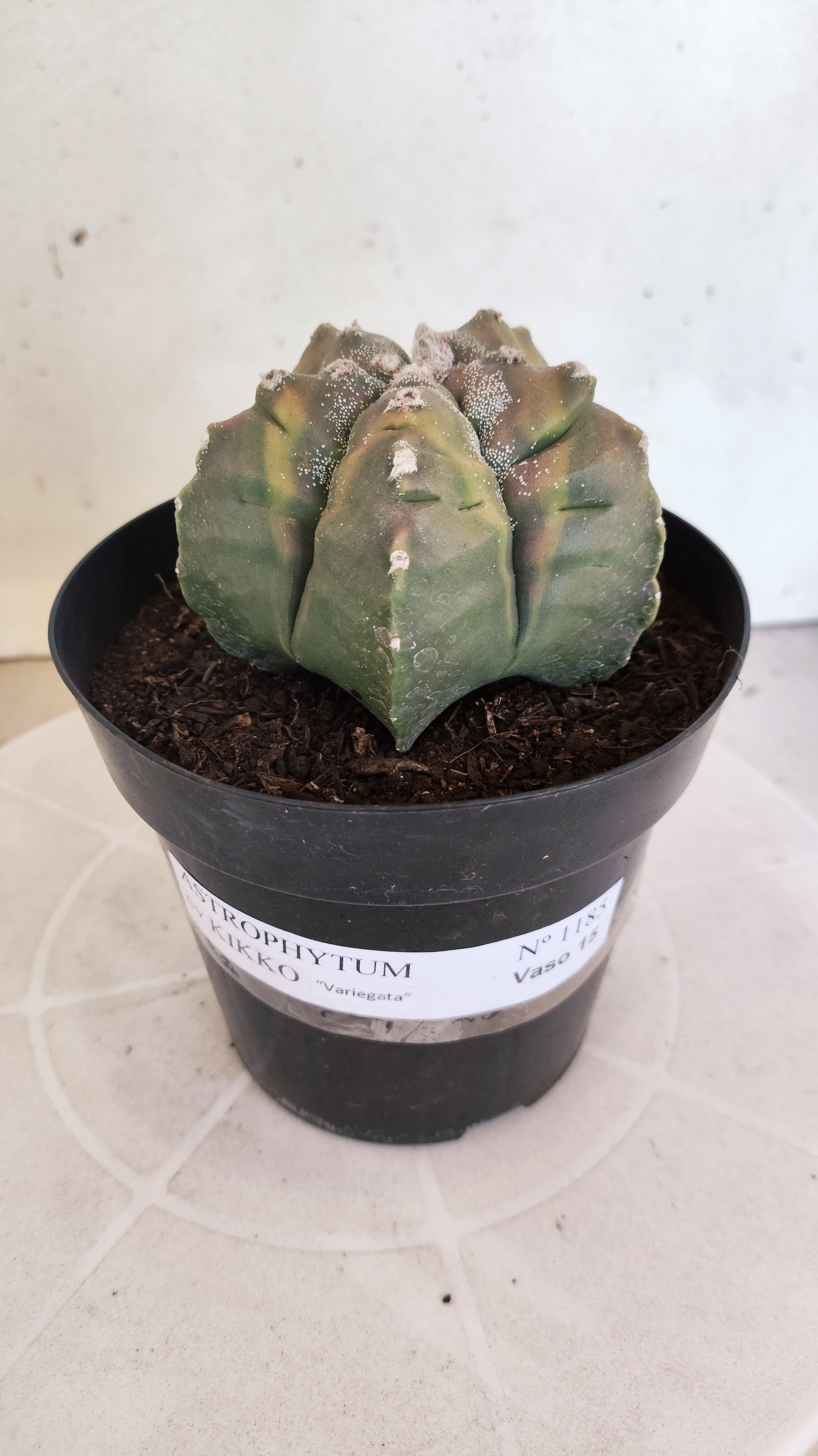 ASTROPHYTUM cv KIKKO Nº 1185 "Variegata" - vaso 15