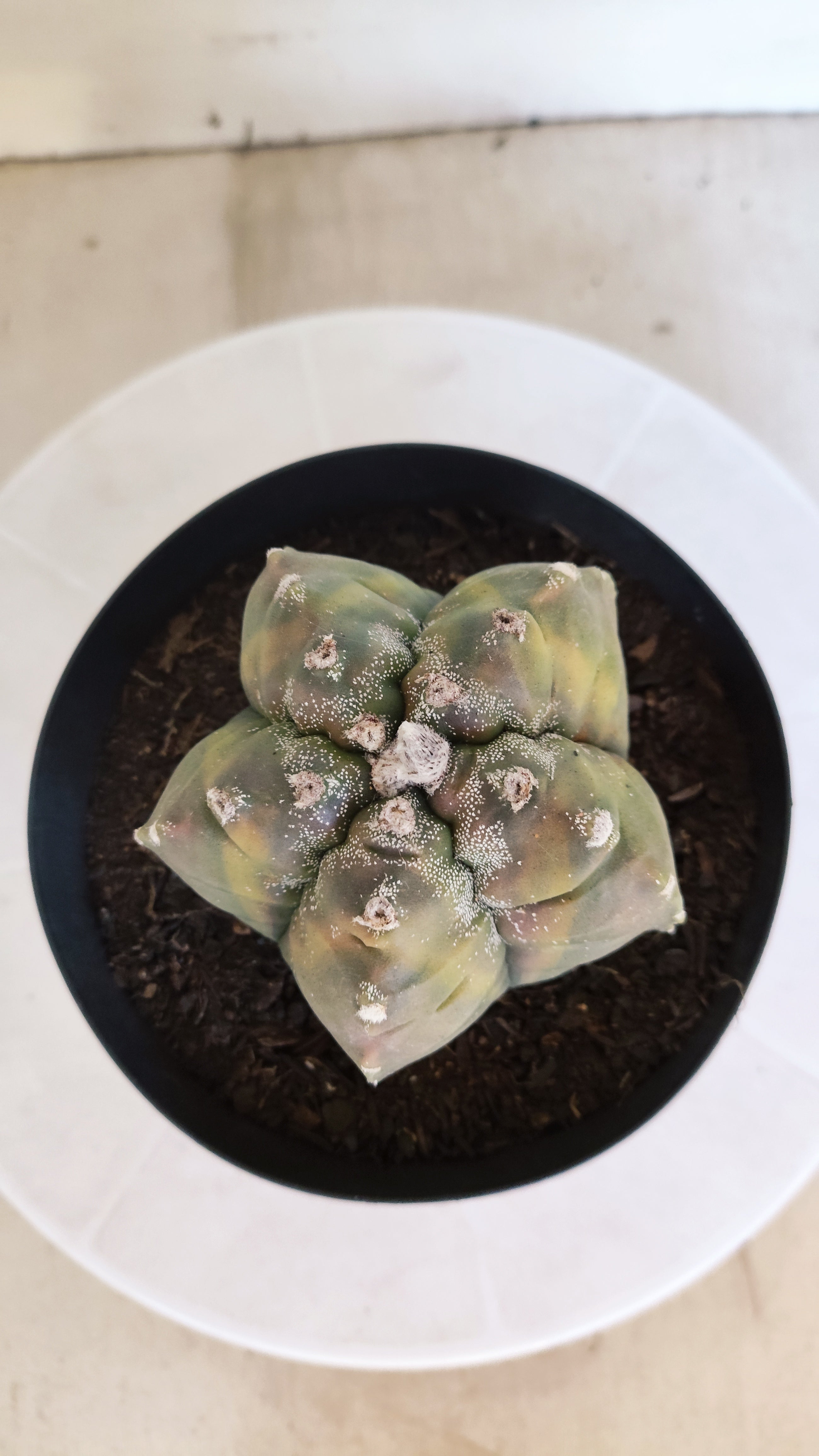 ASTROPHYTUM cv KIKKO Nº 1185 "Variegata" - vaso 15