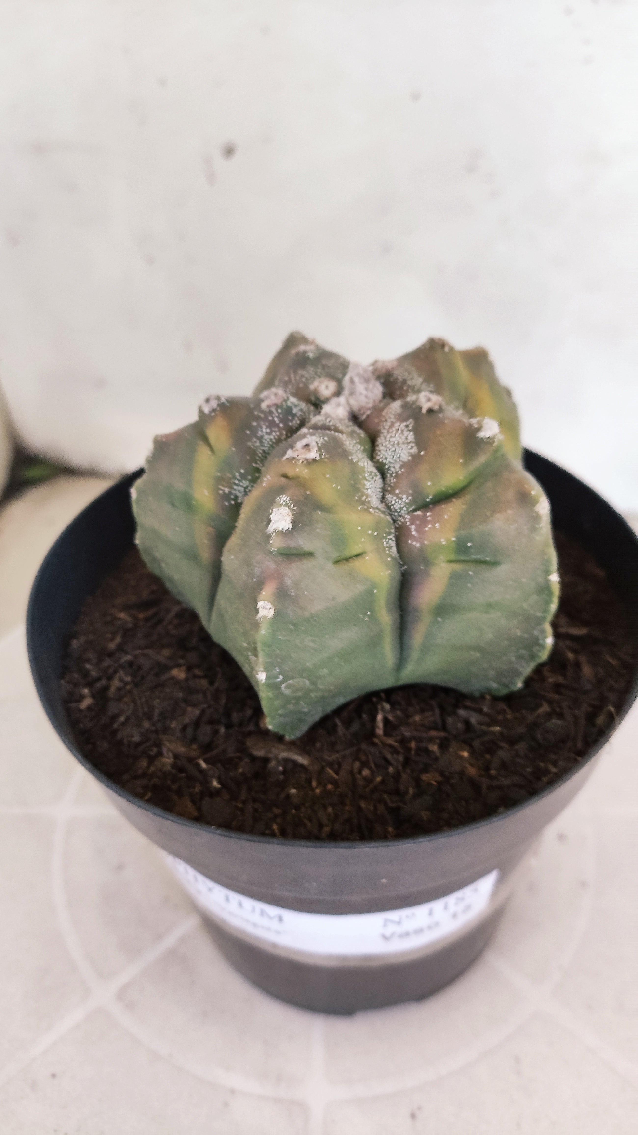 ASTROPHYTUM cv KIKKO Nº 1185 "Variegata" - vaso 15
