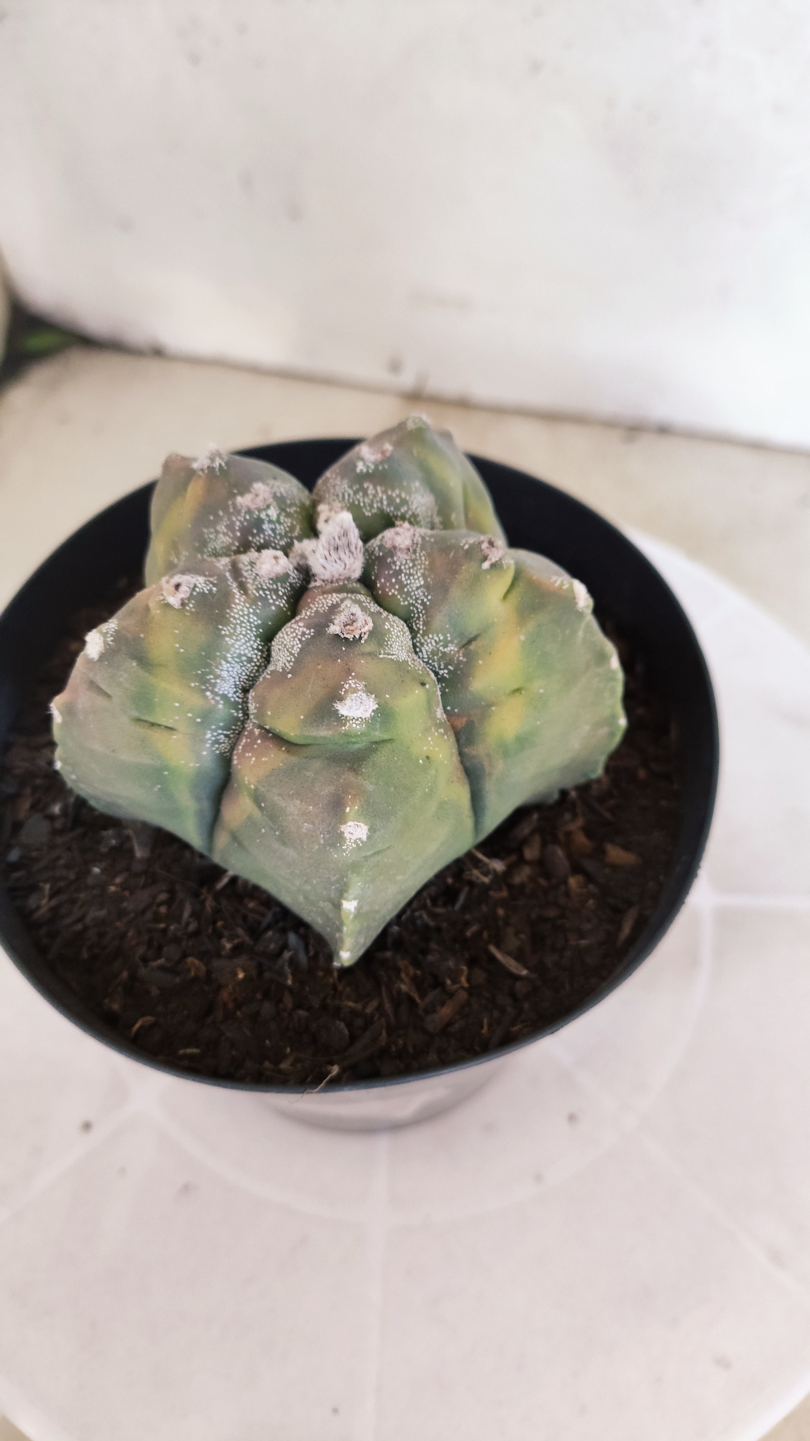 ASTROPHYTUM cv KIKKO Nº 1185 "Variegata" - vaso 15