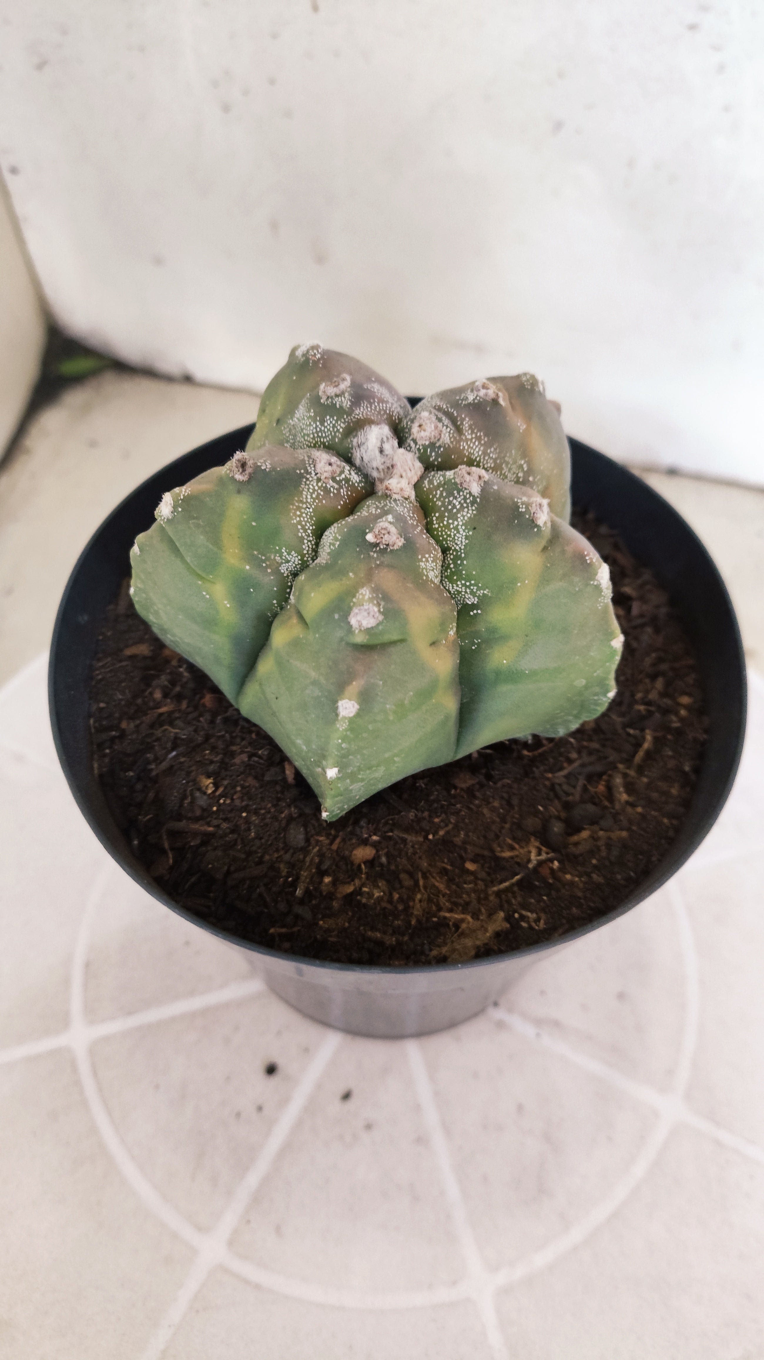 ASTROPHYTUM cv KIKKO Nº 1185 "Variegata" - vaso 15
