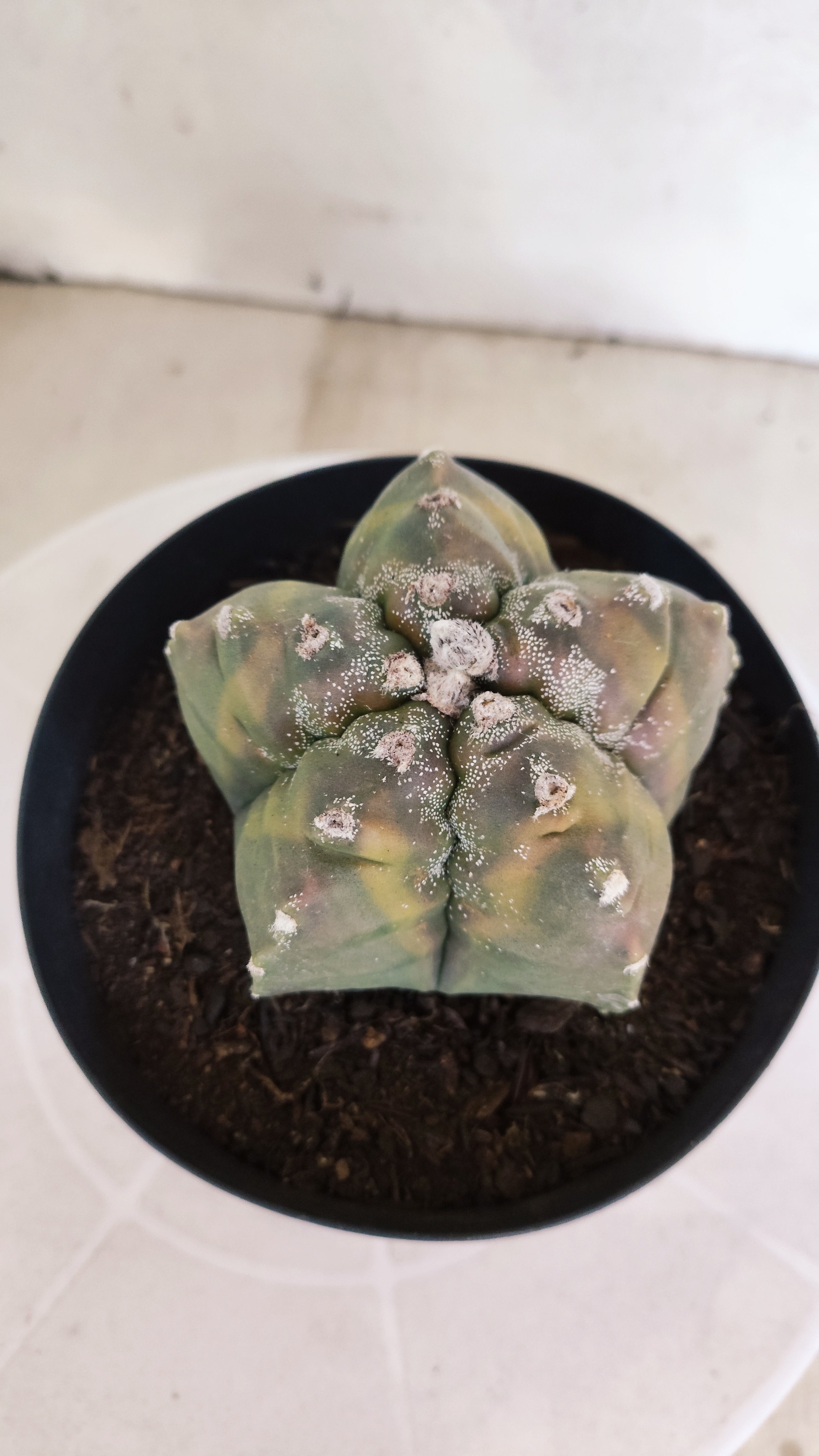 ASTROPHYTUM cv KIKKO Nº 1185 "Variegata" - vaso 15