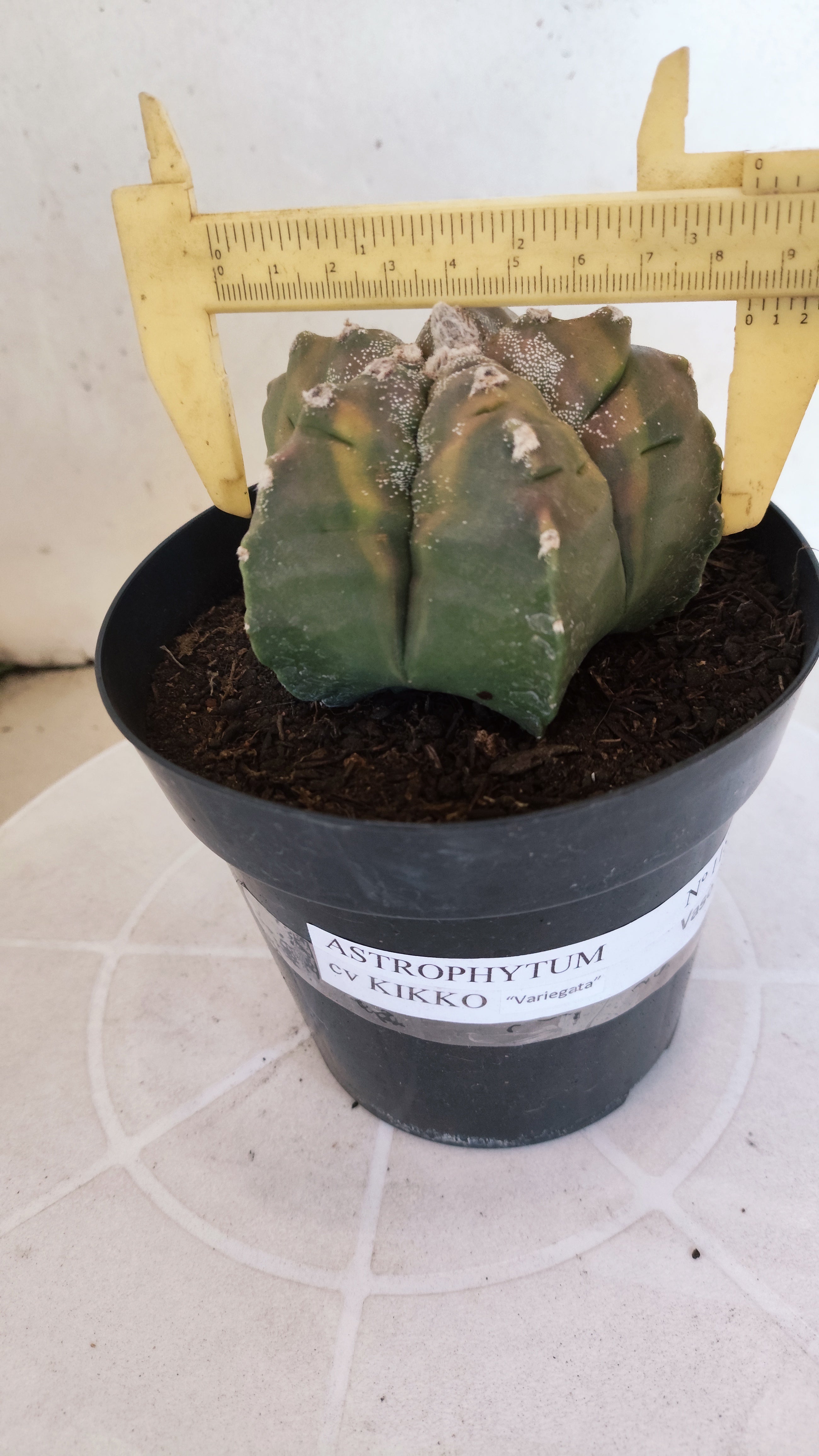 ASTROPHYTUM cv KIKKO Nº 1185 "Variegata" - vaso 15