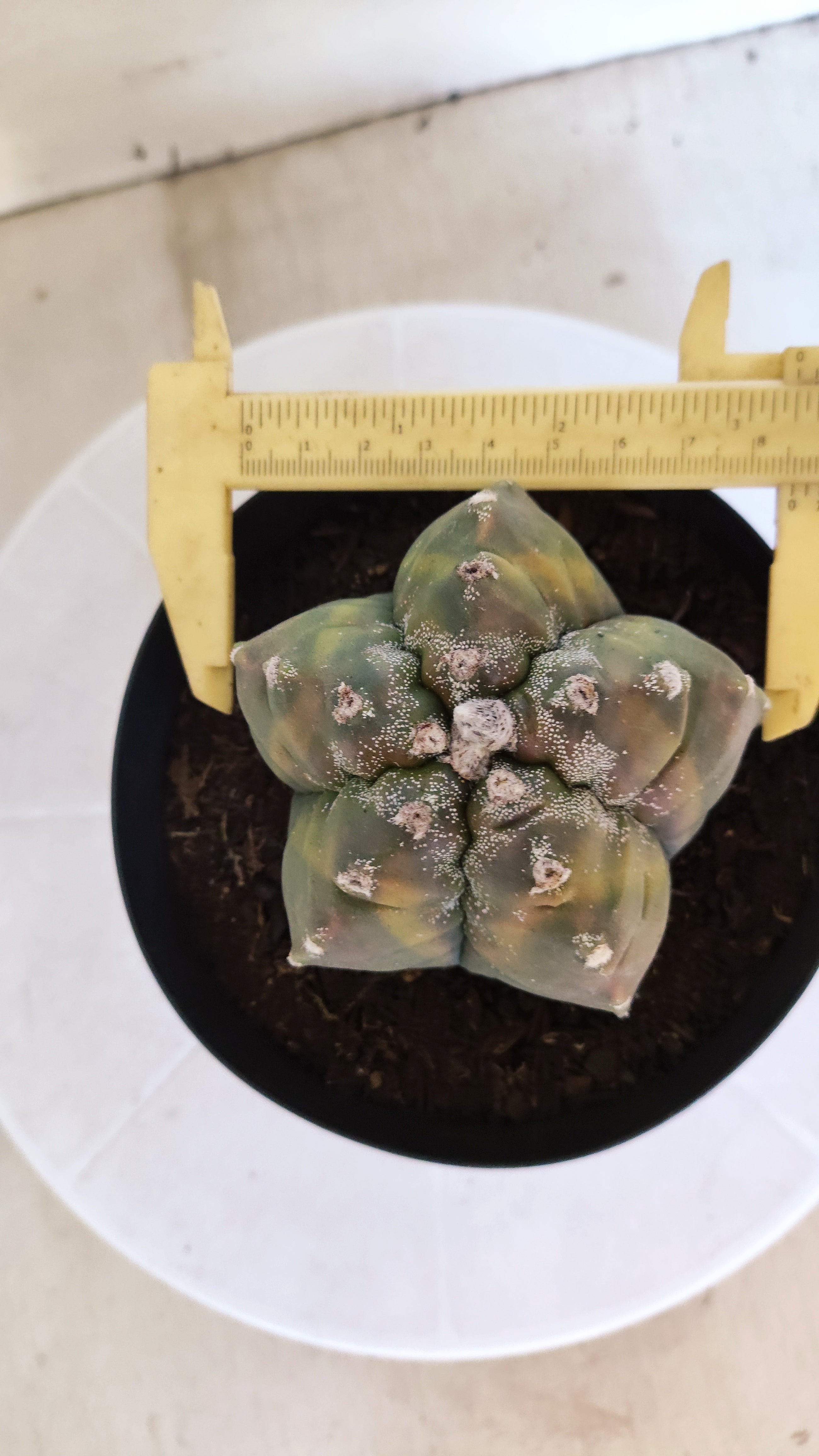 ASTROPHYTUM cv KIKKO Nº 1185 "Variegata" - vaso 15