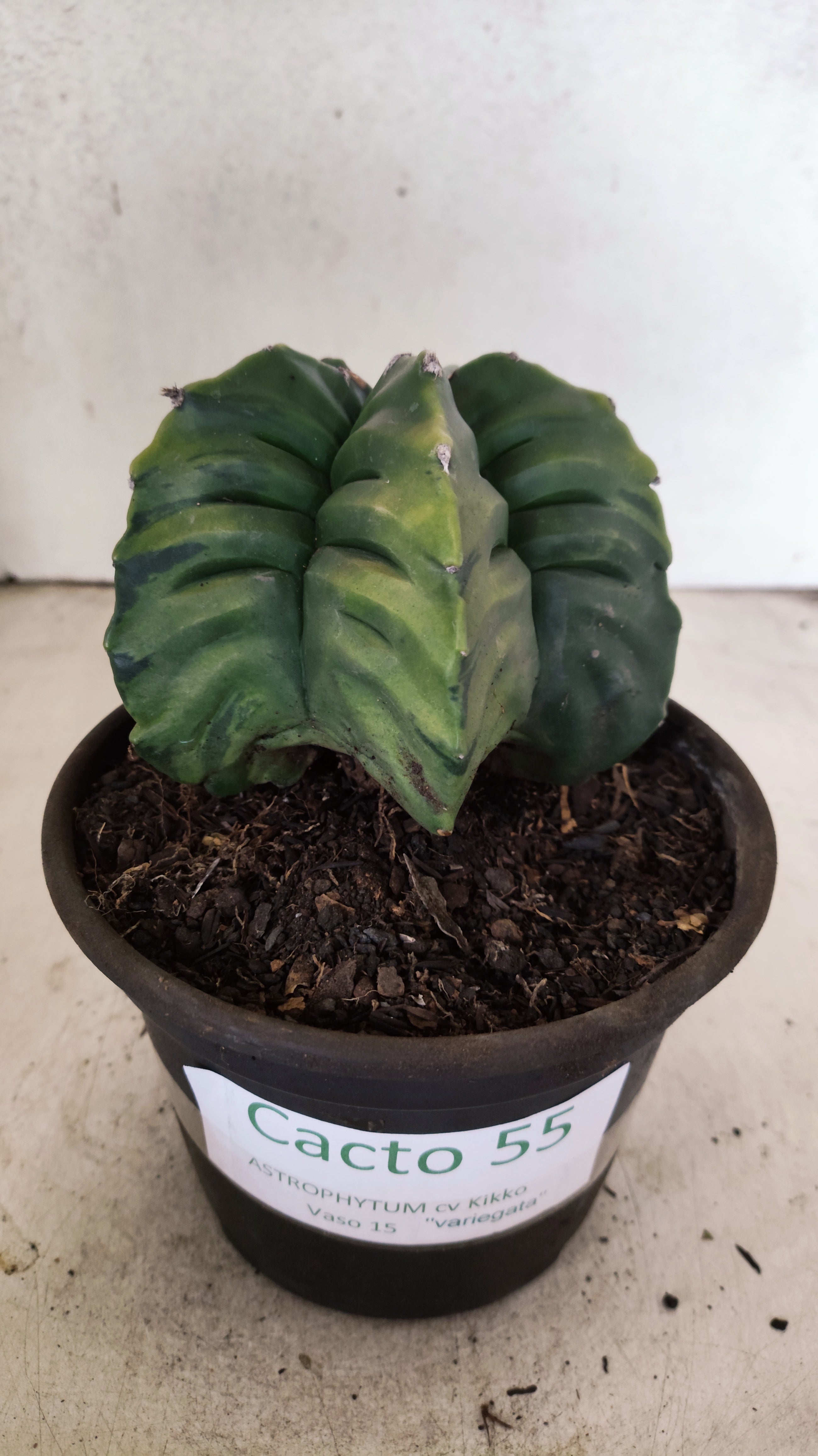 MATRIZ ASTROPHYTUM cv KIKKO "Variegata" Nº 55 – vaso 15
