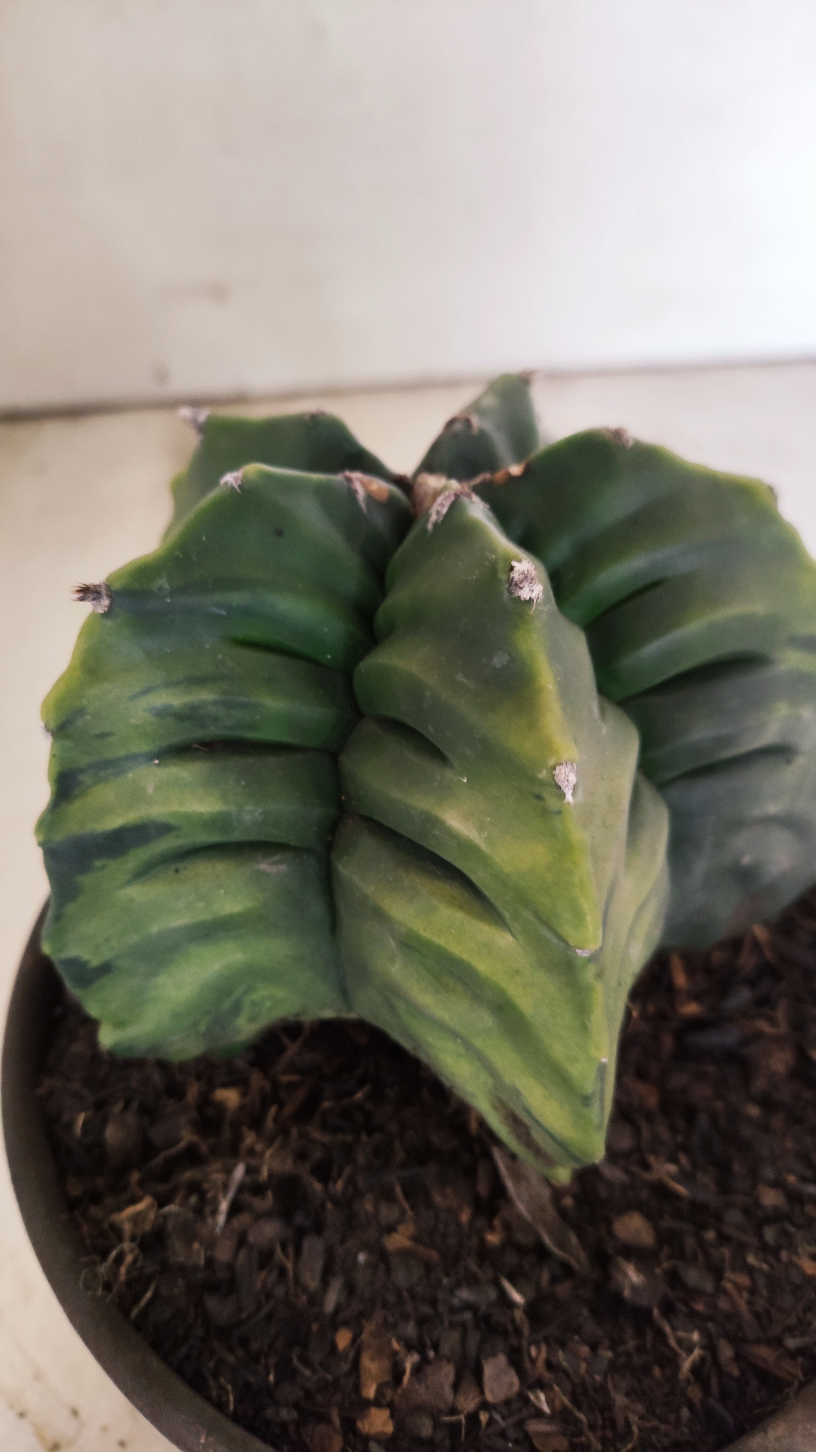 MATRIZ ASTROPHYTUM cv KIKKO "Variegata" Nº 55 – vaso 15