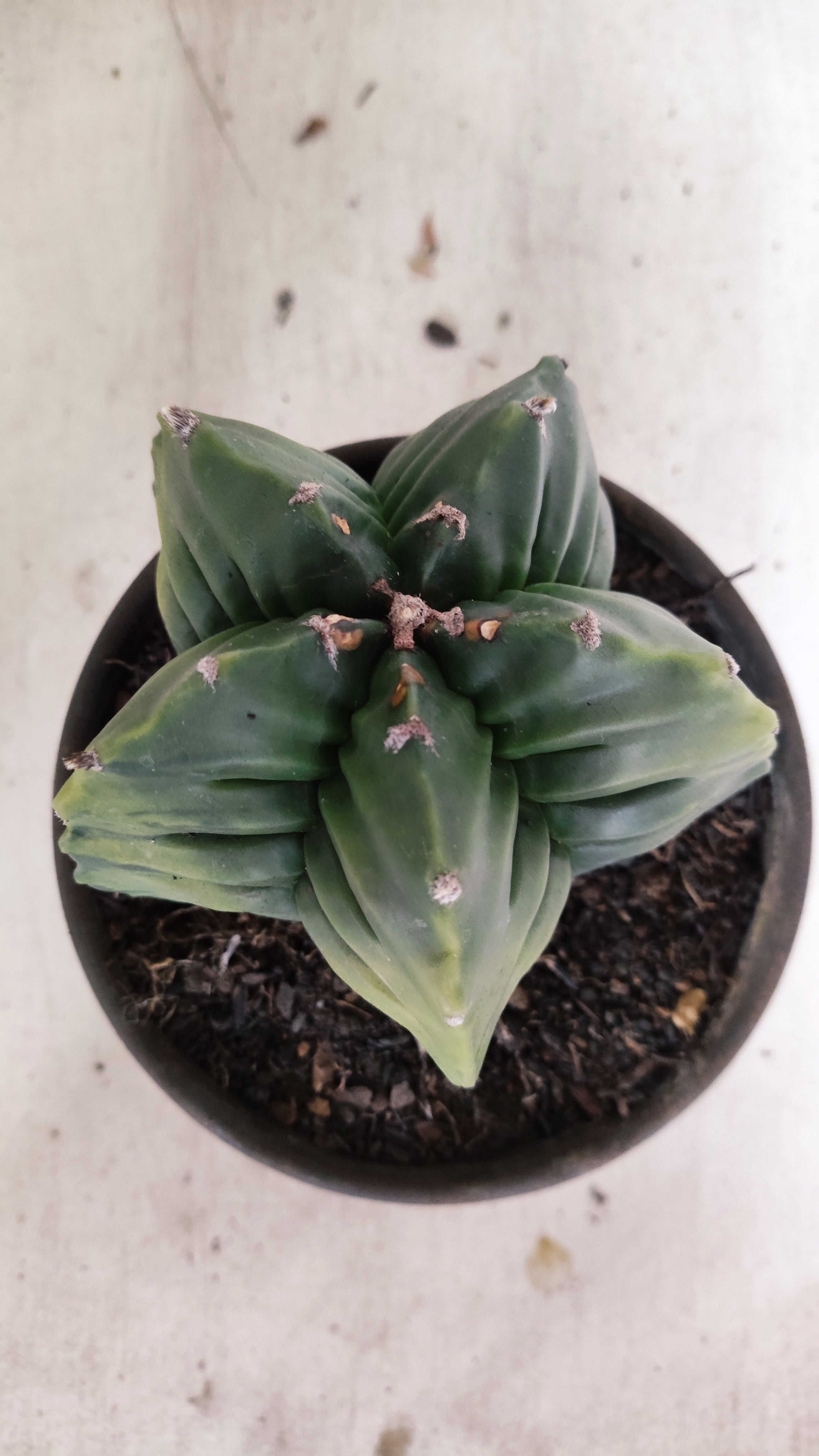 MATRIZ ASTROPHYTUM cv KIKKO "Variegata" Nº 55 – vaso 15