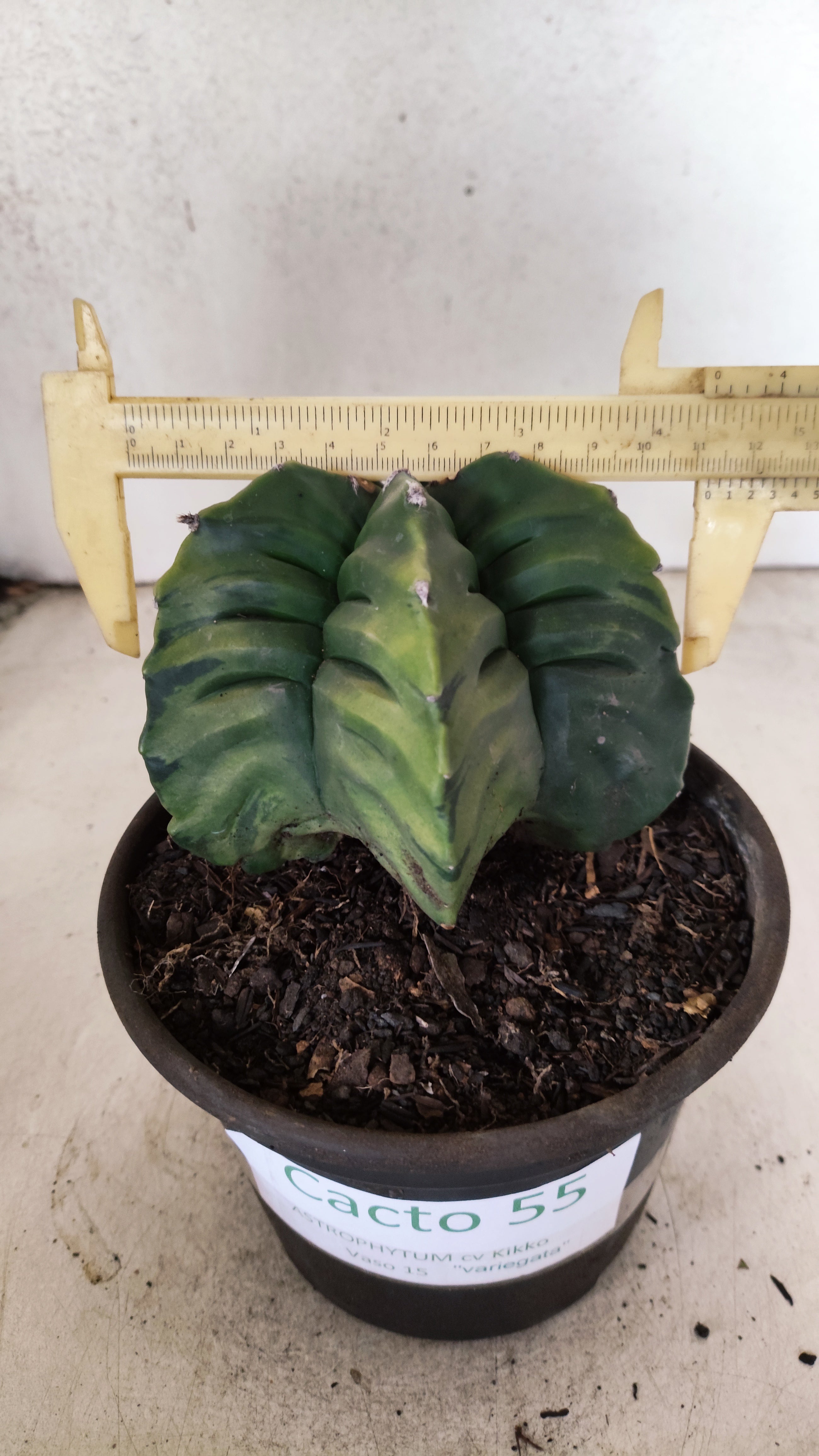 MATRIZ ASTROPHYTUM cv KIKKO "Variegata" Nº 55 – vaso 15