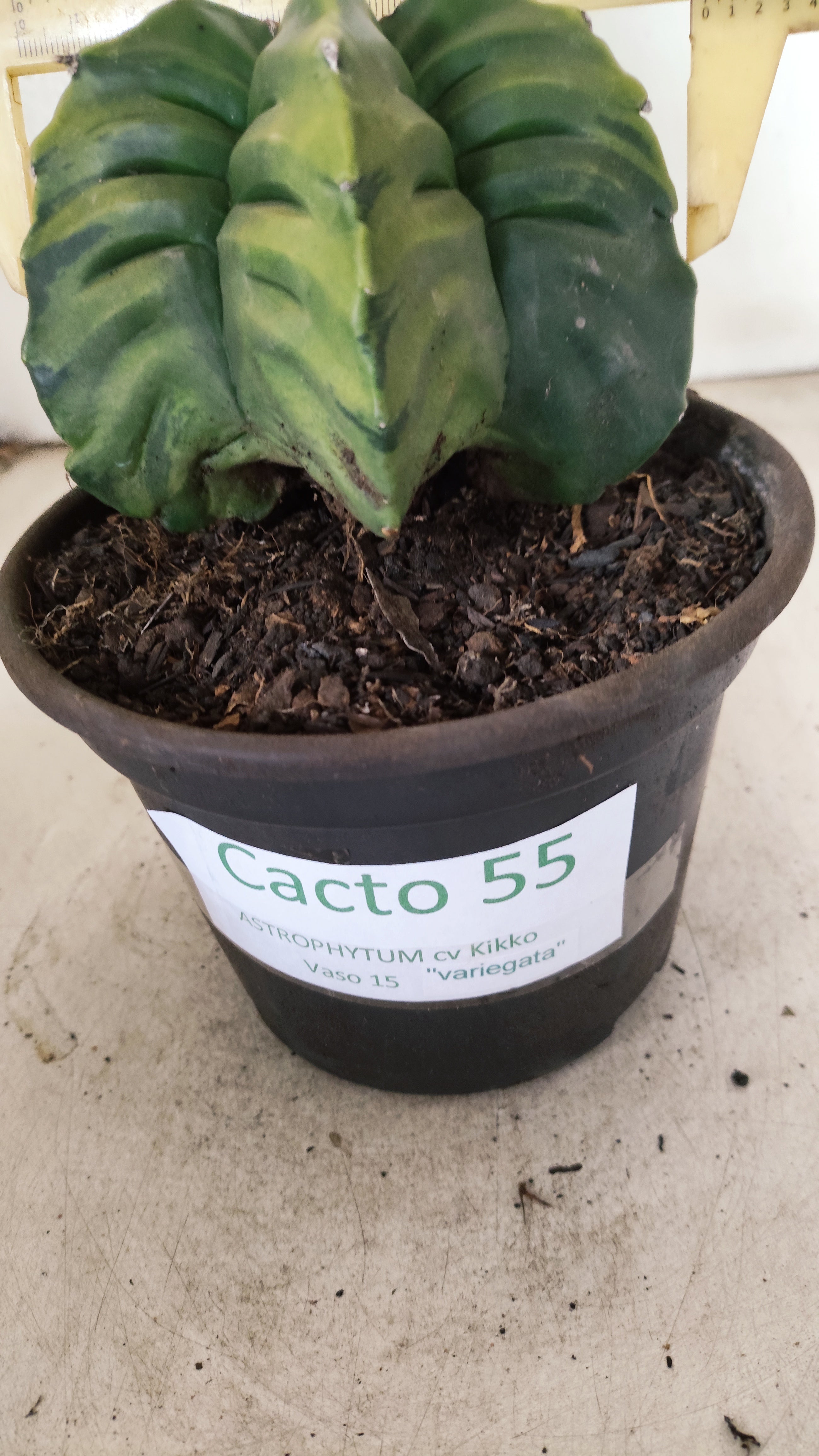 MATRIZ ASTROPHYTUM cv KIKKO "Variegata" Nº 55 – vaso 15