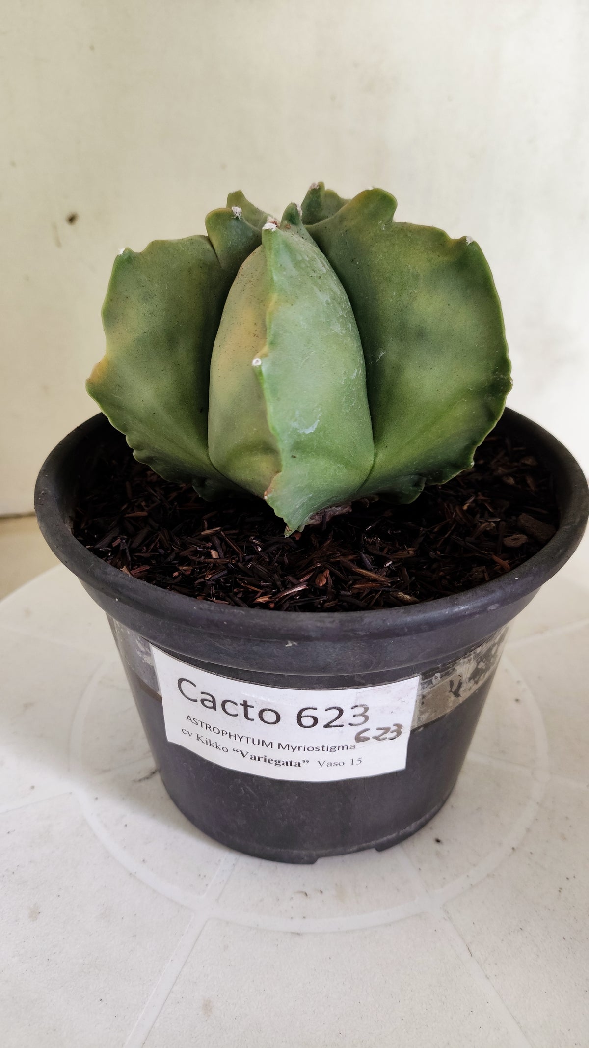 MATRIZ ASTROPHYTUM cv KIKKO "Variegata"  Nº 623  – vaso 15