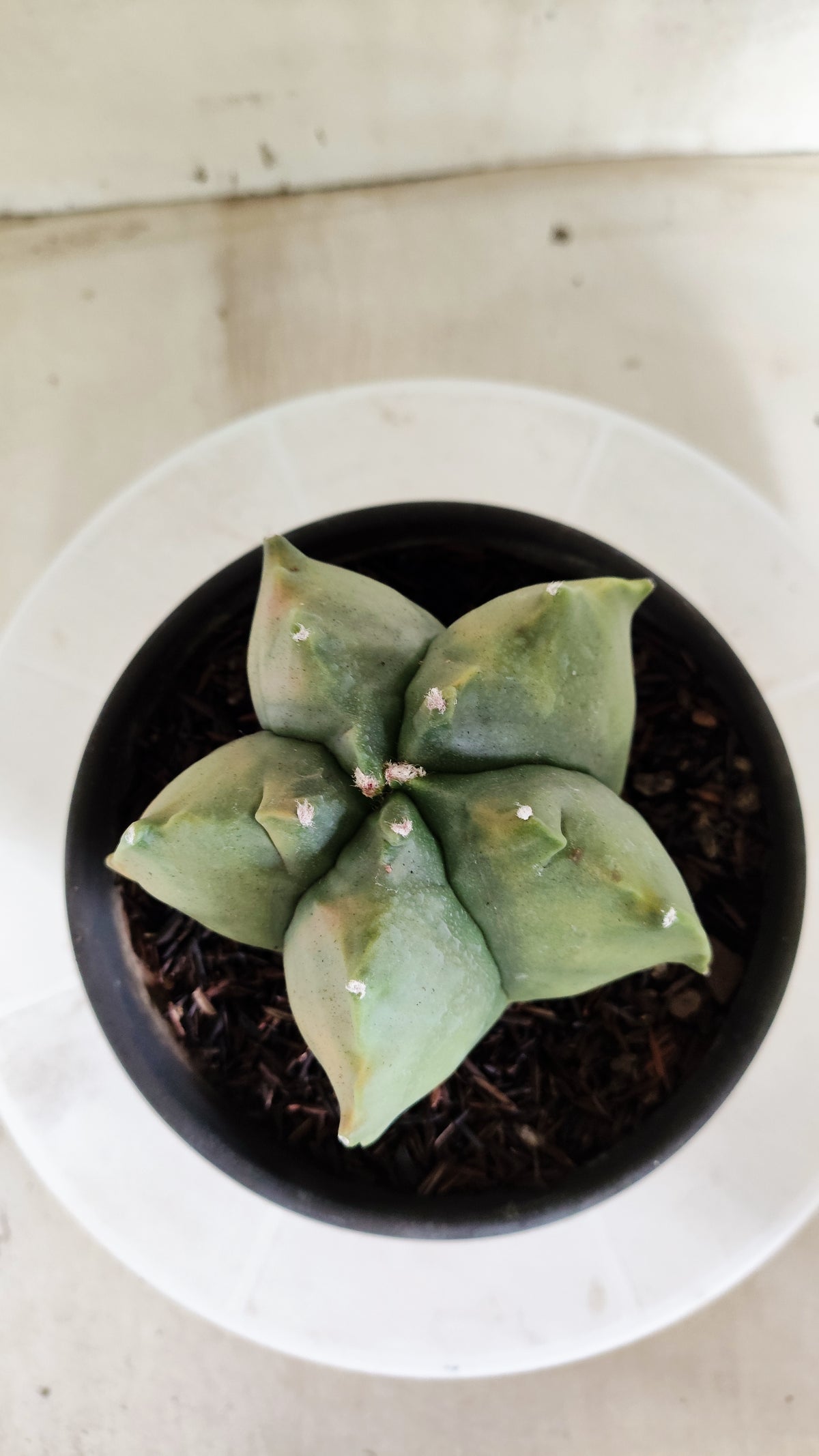 MATRIZ ASTROPHYTUM cv KIKKO "Variegata"  Nº 623  – vaso 15
