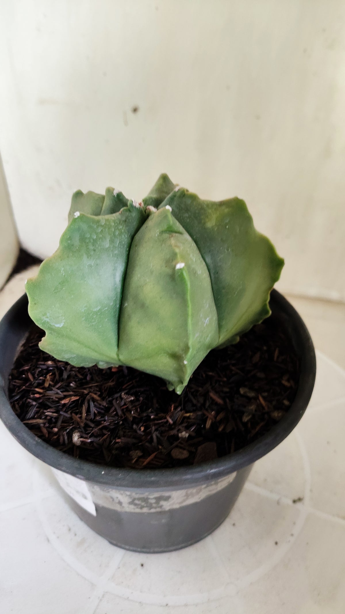MATRIZ ASTROPHYTUM cv KIKKO "Variegata"  Nº 623  – vaso 15