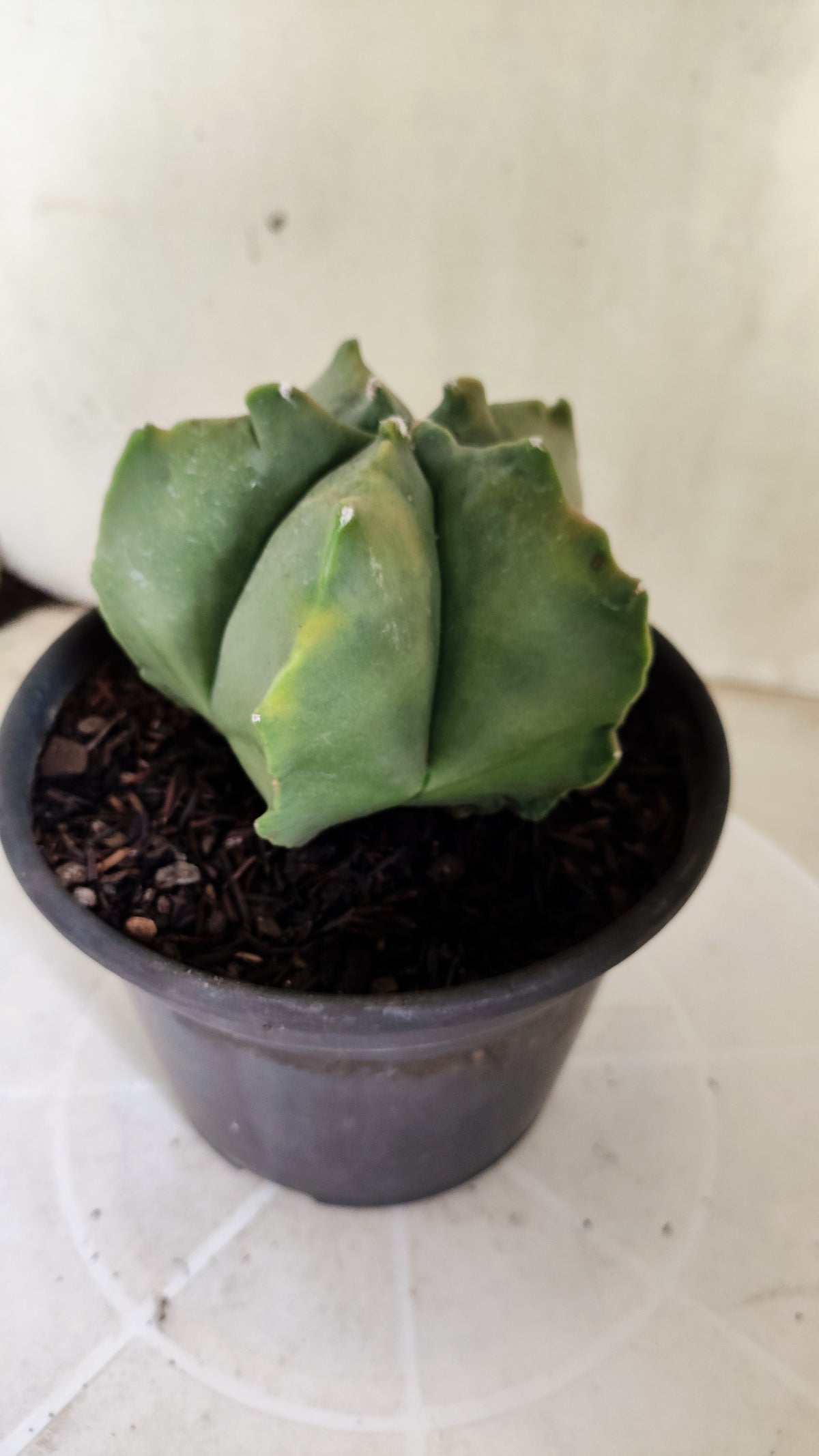 MATRIZ ASTROPHYTUM cv KIKKO "Variegata"  Nº 623  – vaso 15