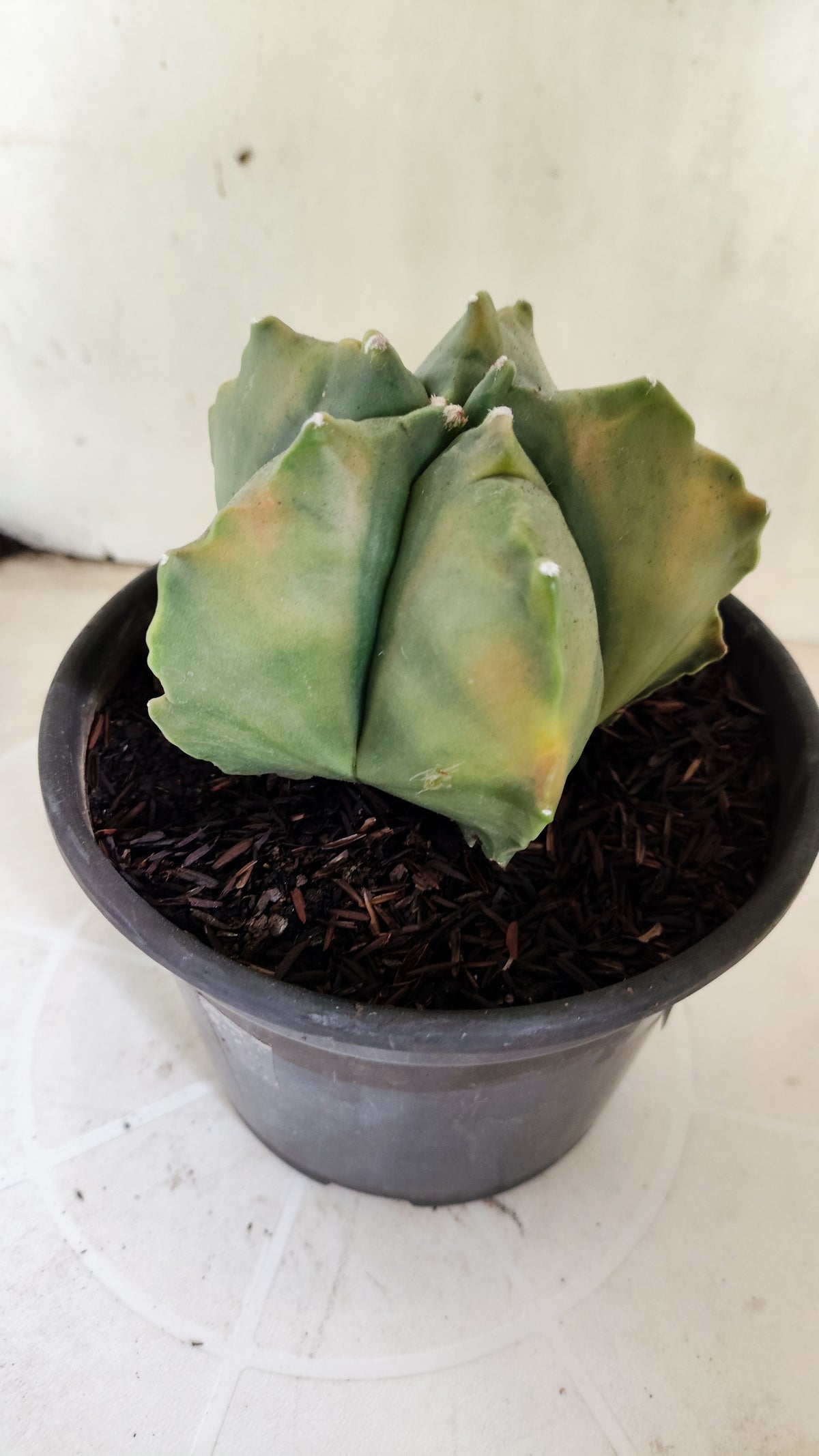 MATRIZ ASTROPHYTUM cv KIKKO "Variegata"  Nº 623  – vaso 15