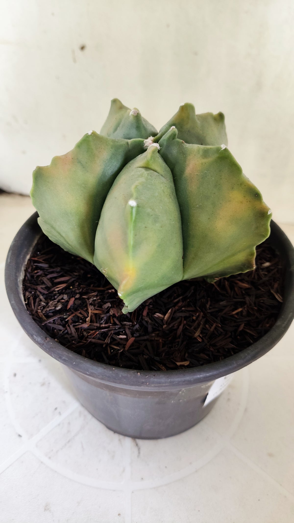 MATRIZ ASTROPHYTUM cv KIKKO "Variegata"  Nº 623  – vaso 15