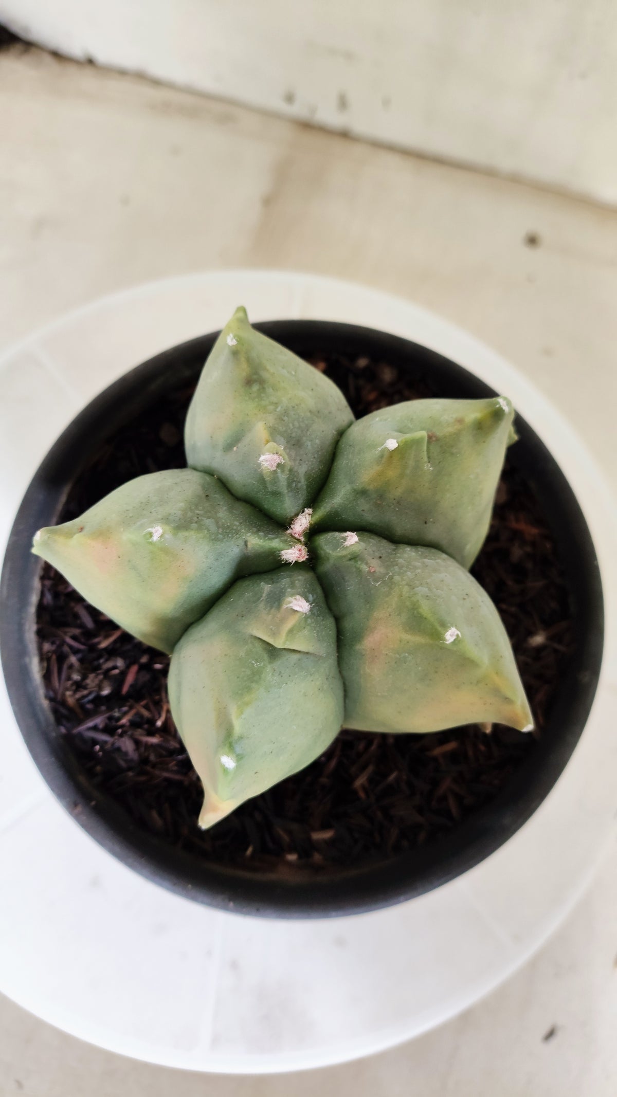 MATRIZ ASTROPHYTUM cv KIKKO "Variegata"  Nº 623  – vaso 15