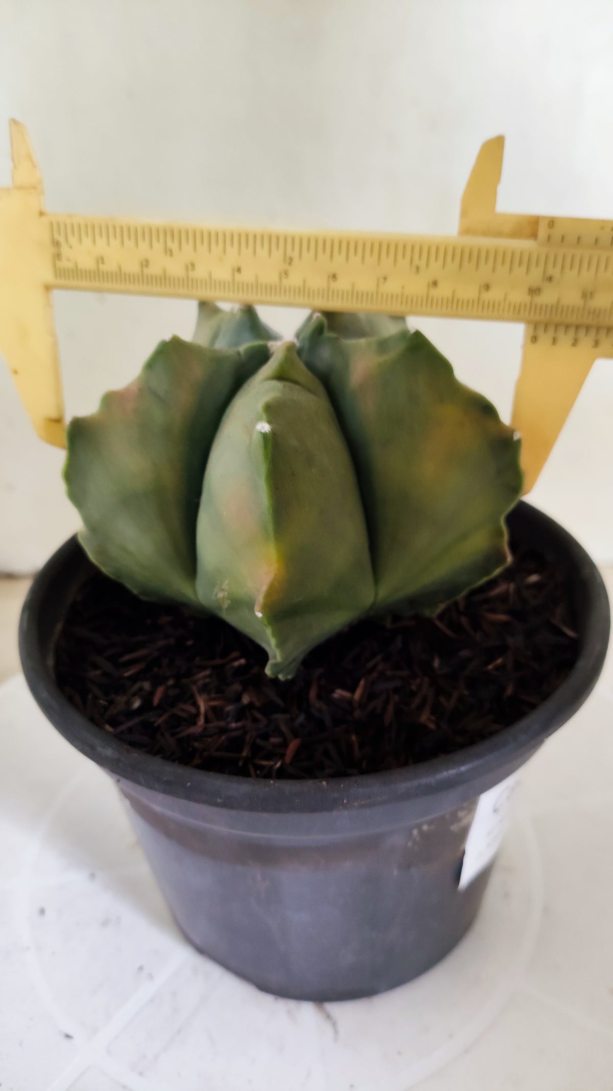 MATRIZ ASTROPHYTUM cv KIKKO "Variegata"  Nº 623  – vaso 15
