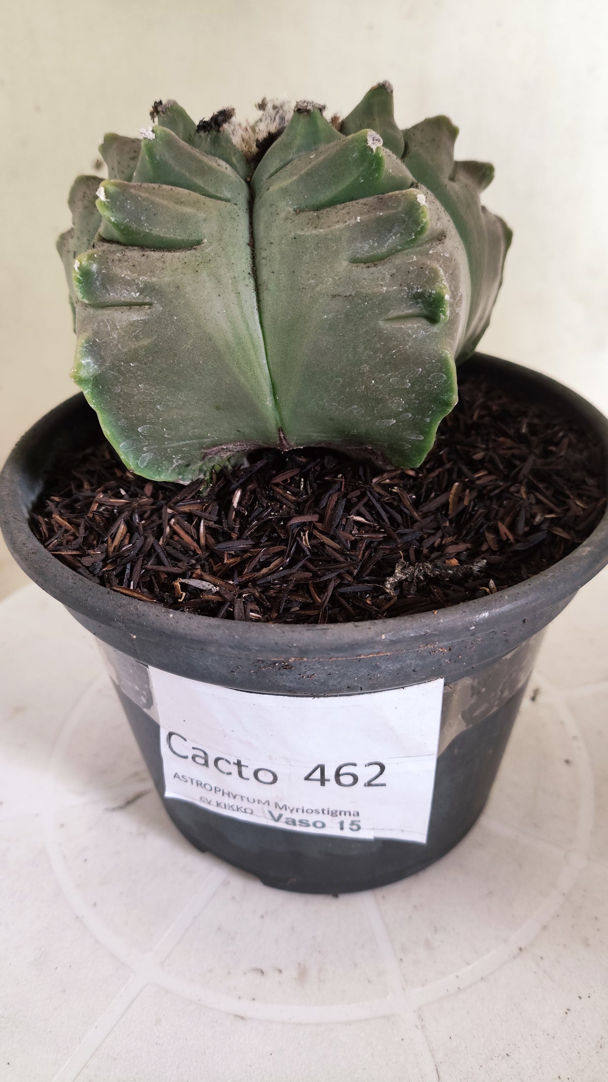 MATRIZ ASTROPHYTUM cv KIKKO  Nº 462  – vaso 15