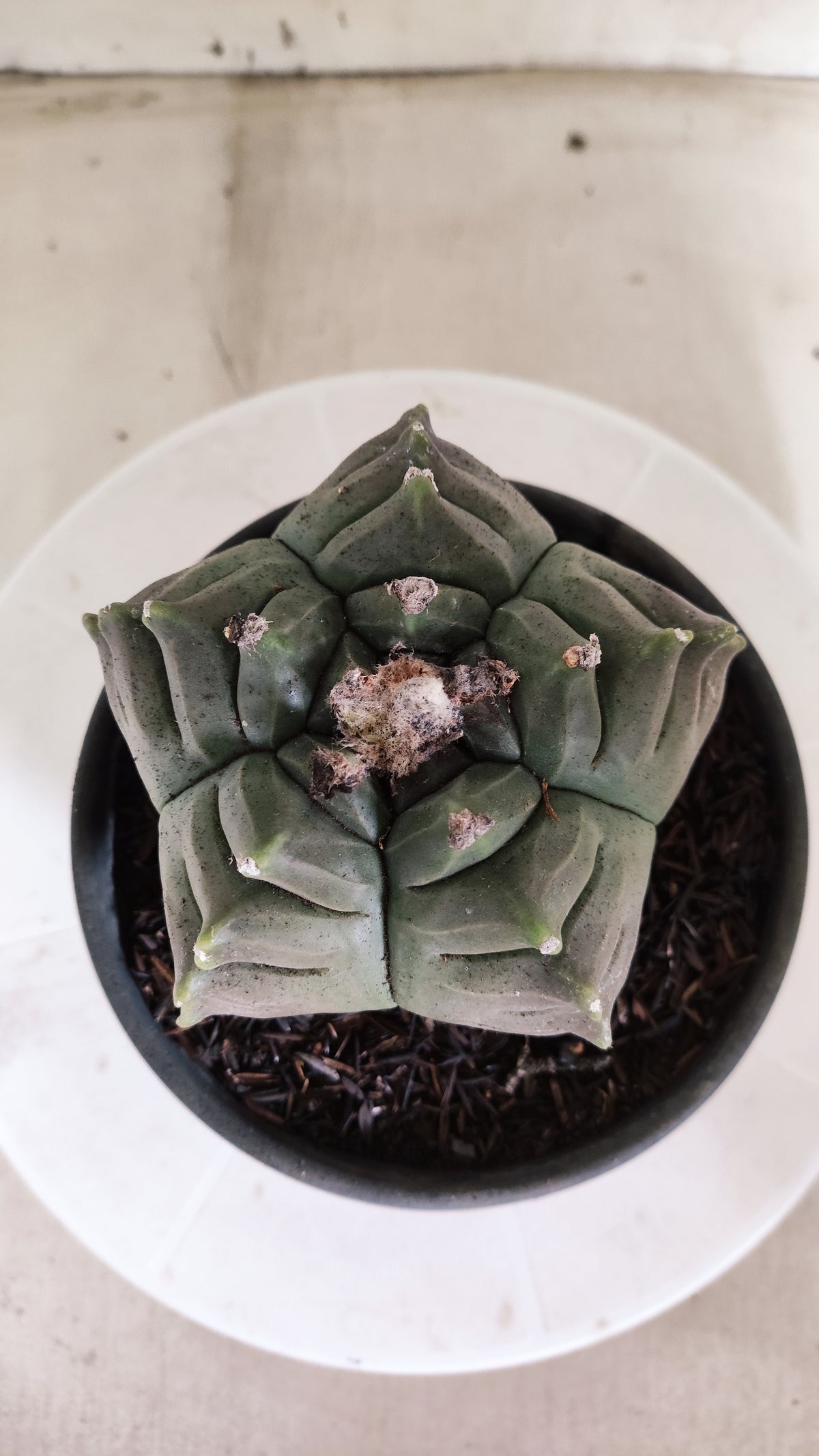 MATRIZ ASTROPHYTUM cv KIKKO  Nº 462  – vaso 15