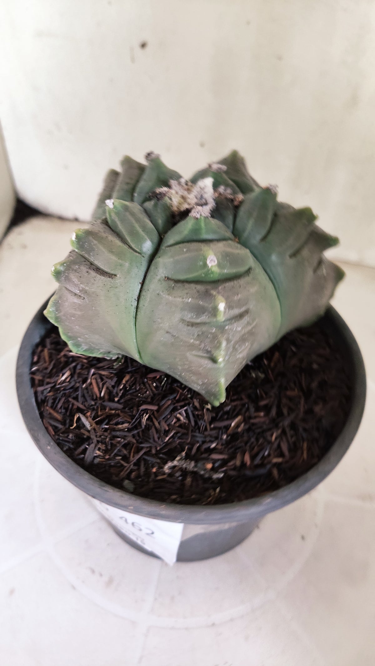 MATRIZ ASTROPHYTUM cv KIKKO  Nº 462  – vaso 15