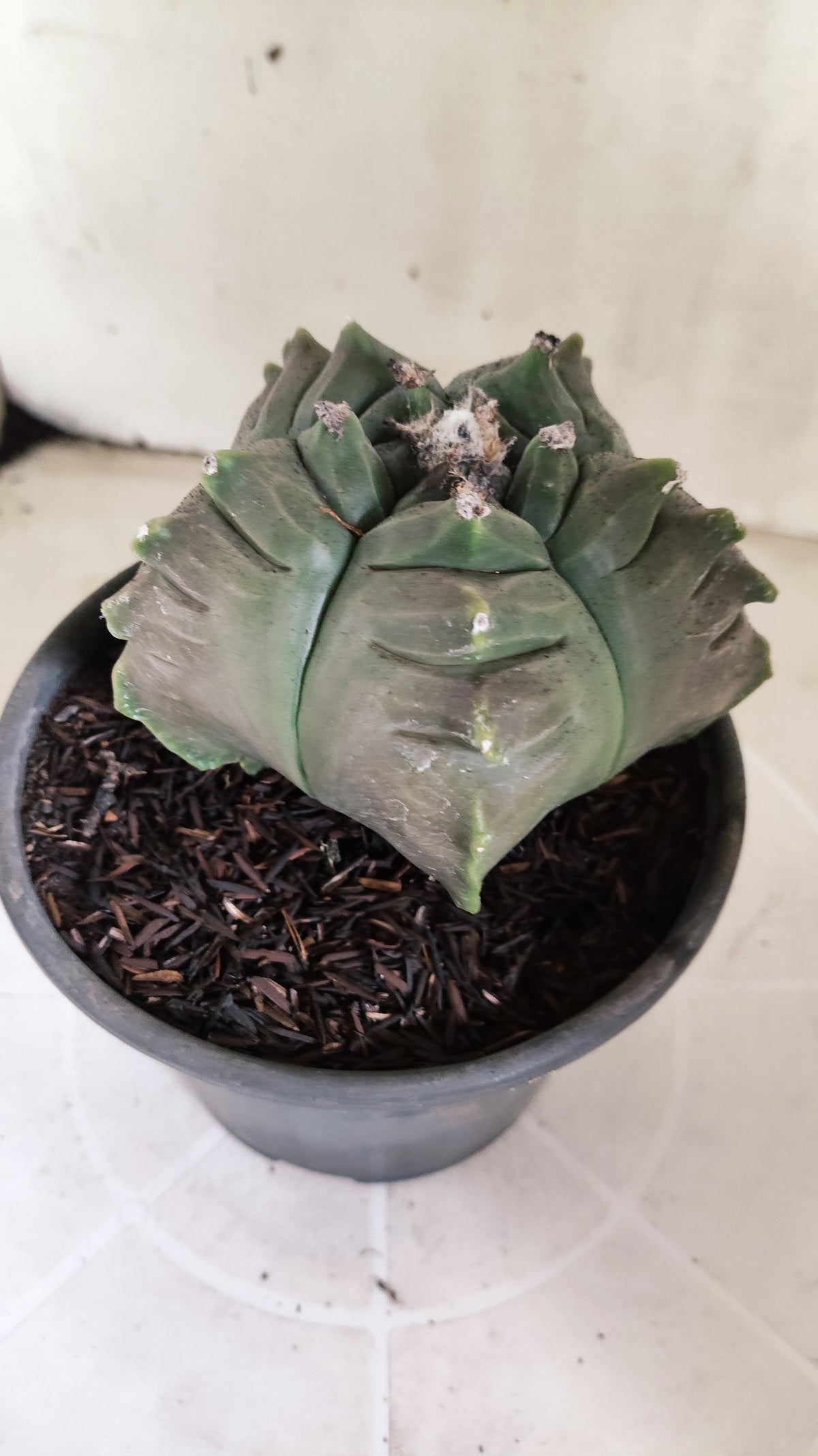 MATRIZ ASTROPHYTUM cv KIKKO  Nº 462  – vaso 15
