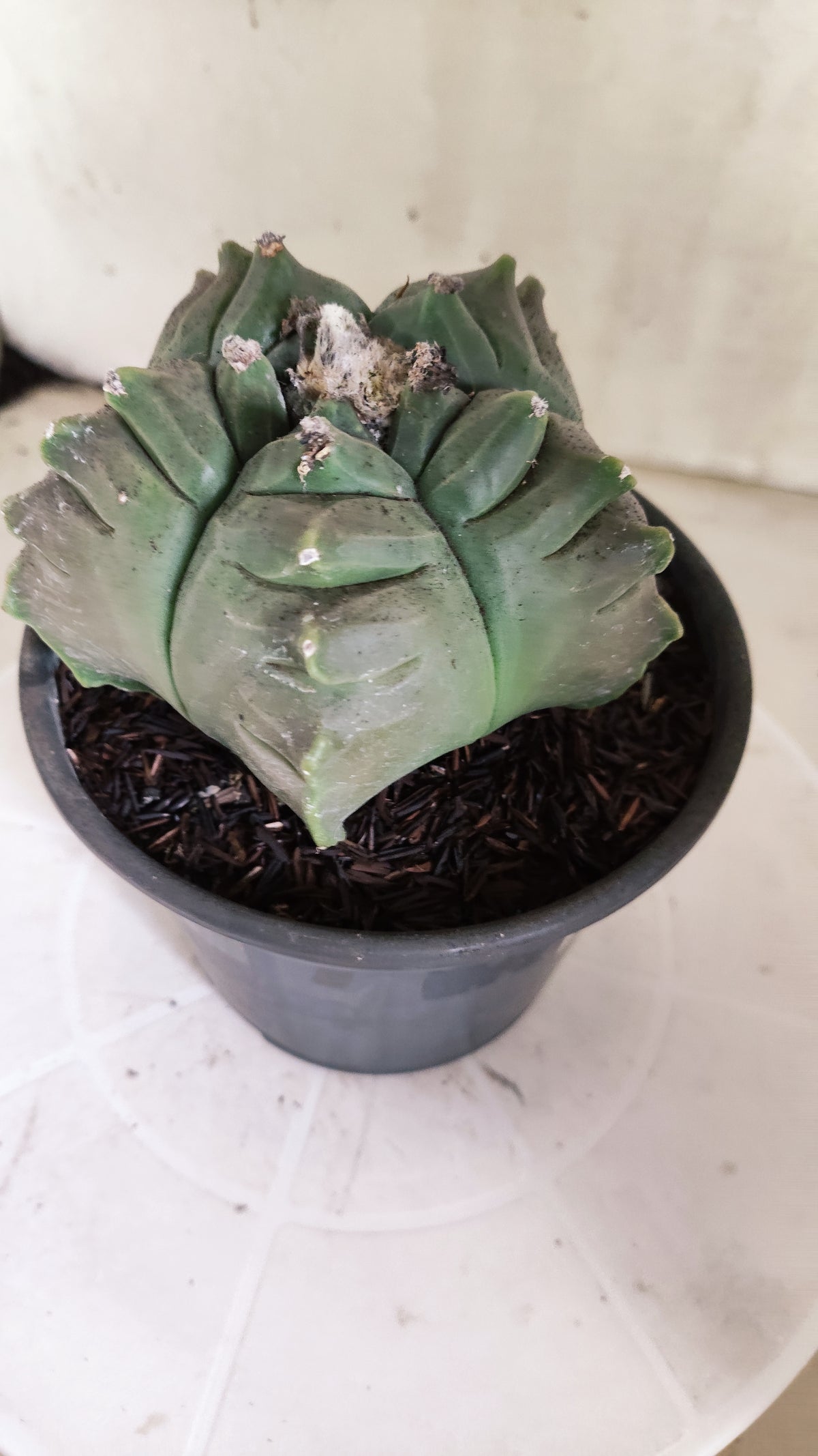 MATRIZ ASTROPHYTUM cv KIKKO  Nº 462  – vaso 15