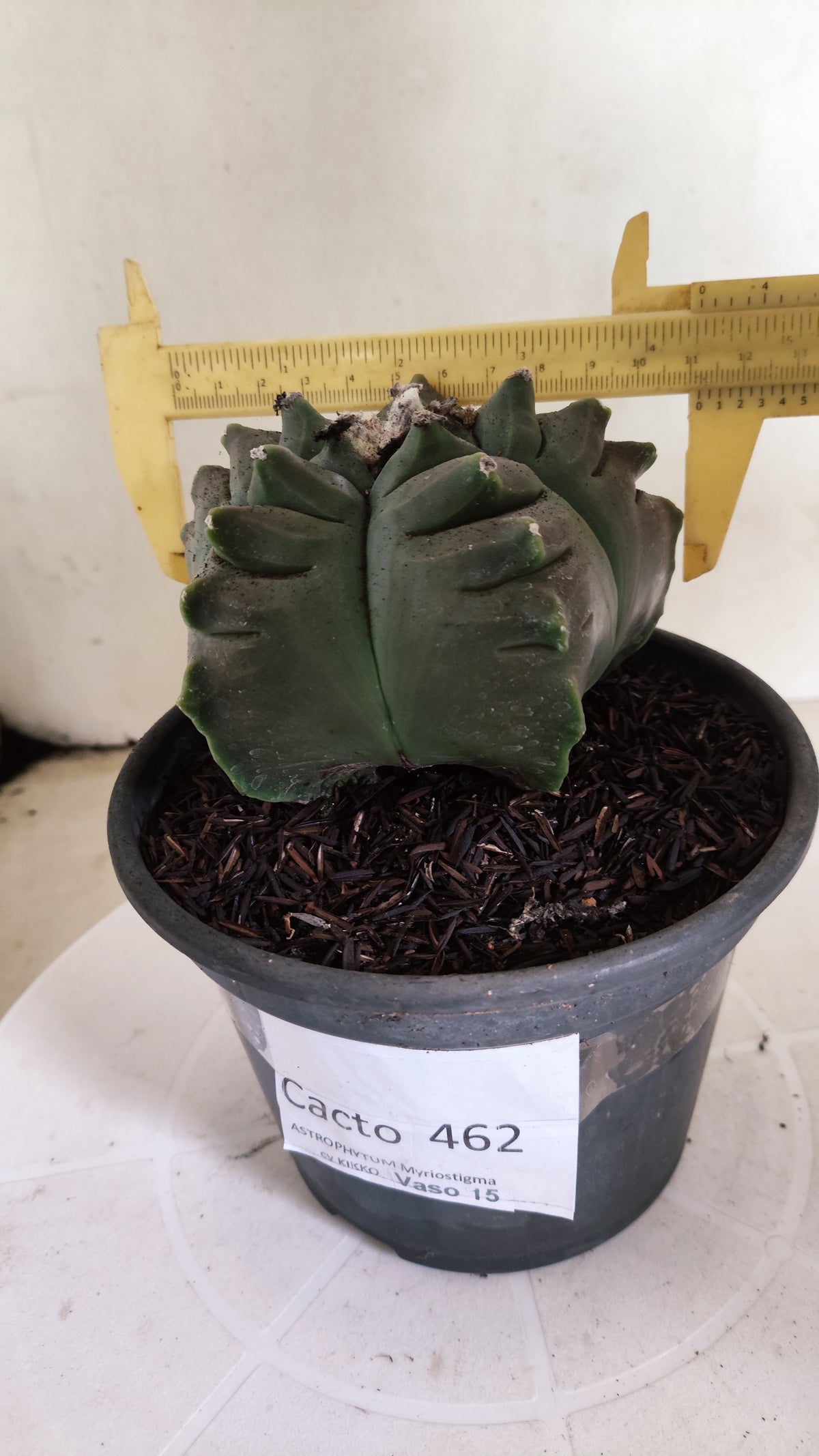 MATRIZ ASTROPHYTUM cv KIKKO  Nº 462  – vaso 15